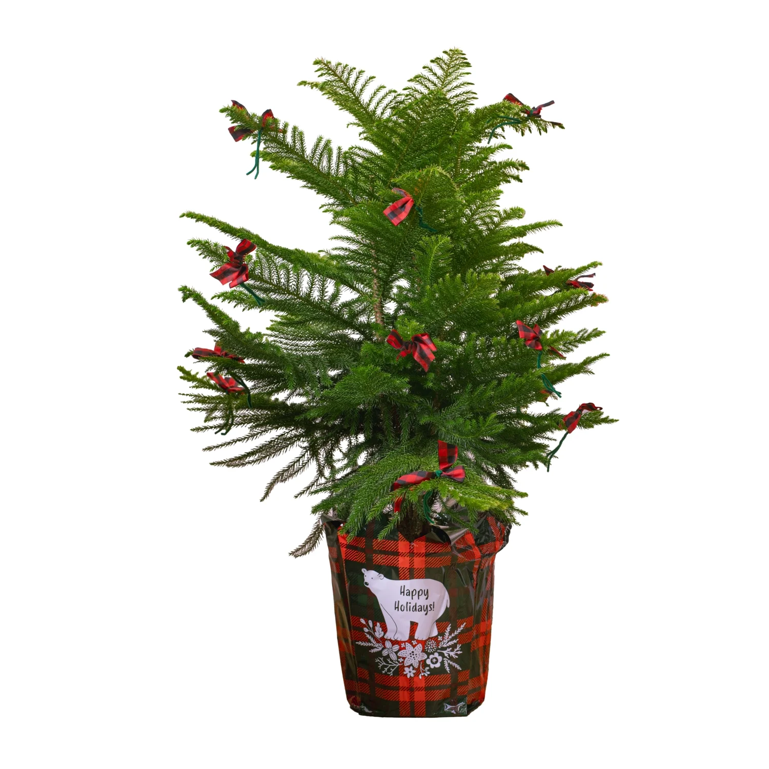 Costa Farms Live Indoor 24 to 28in. Tall Christmas Tree 10in. Holiday Gift Wrap Pot with Decorative Bows