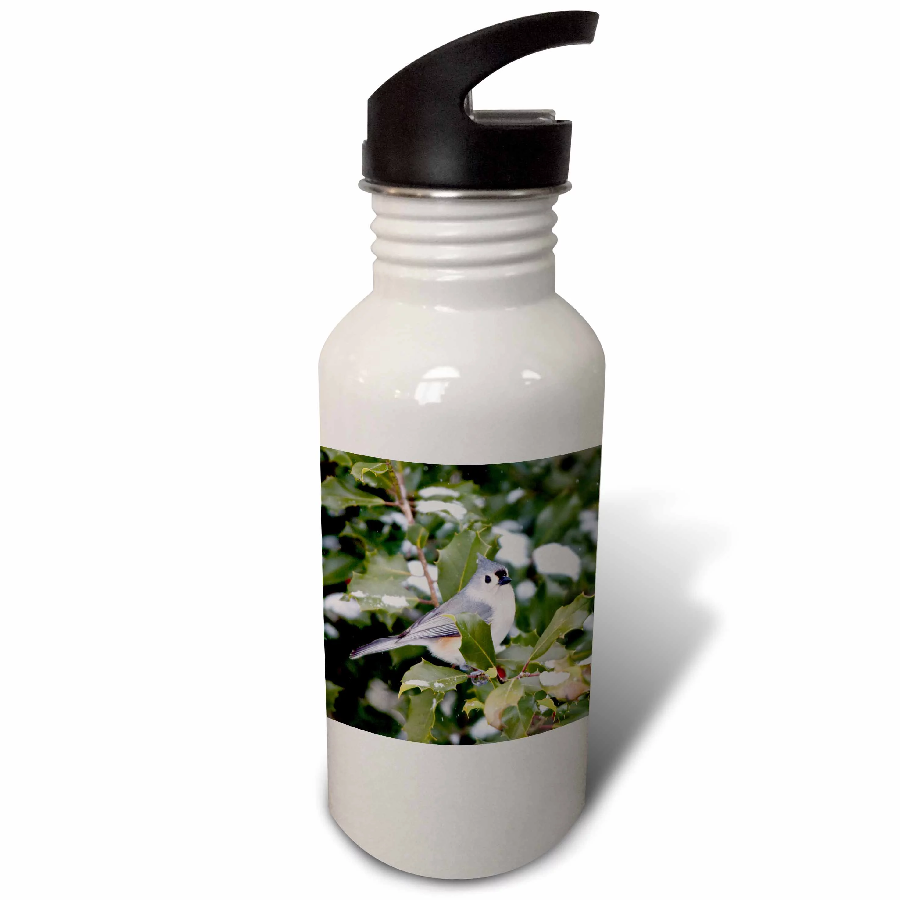 Tufted Titmouse in American Holly tree, winter, Marion, Illinois, USA 21 oz Sports Water Bottle wb-208671-1