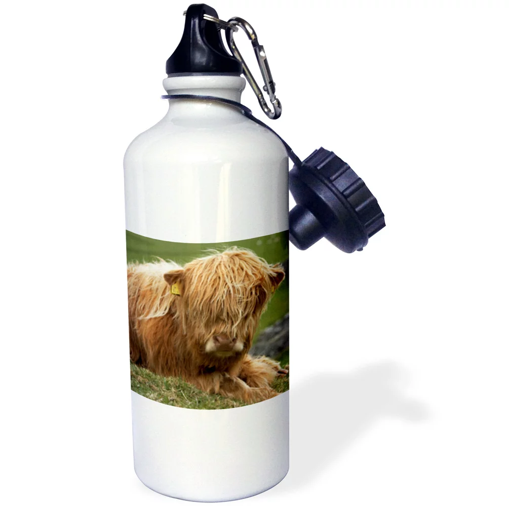 Highland cow, Farm animal, North Yorkshire, England - EU33 DWA0158 - David Wall 21 oz Sports Water Bottle wb-82774-1