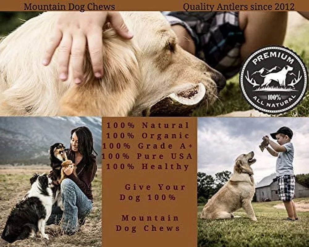 X-Large Whole Elk Antler Dog Chew - Grade A Premium - Organic - Made in USA - No Mess