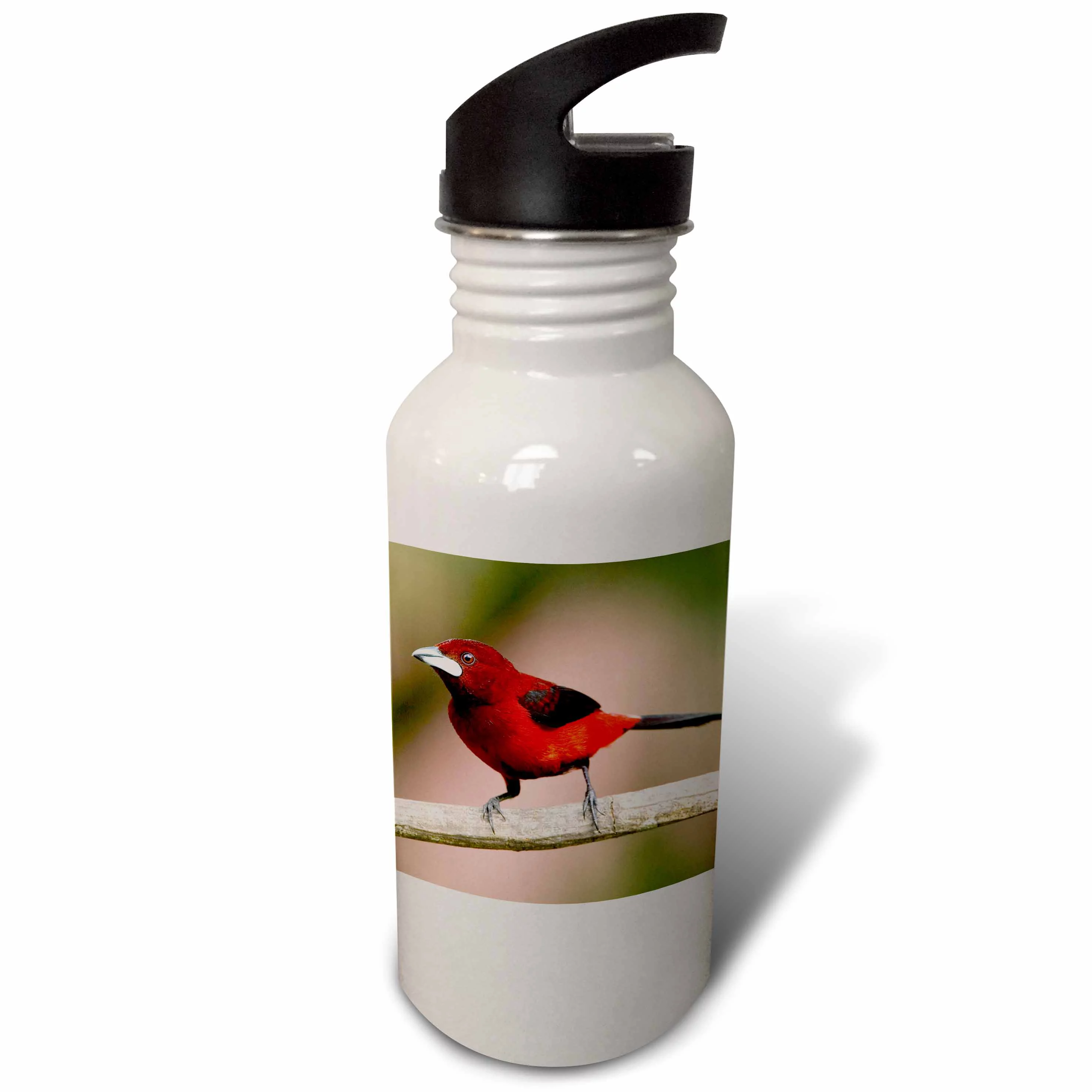 Panama Canal, Crimson-backed tanager bird - SA15 BJA0007 - Jaynes Gallery 21 oz Sports Water Bottle wb-86889-1