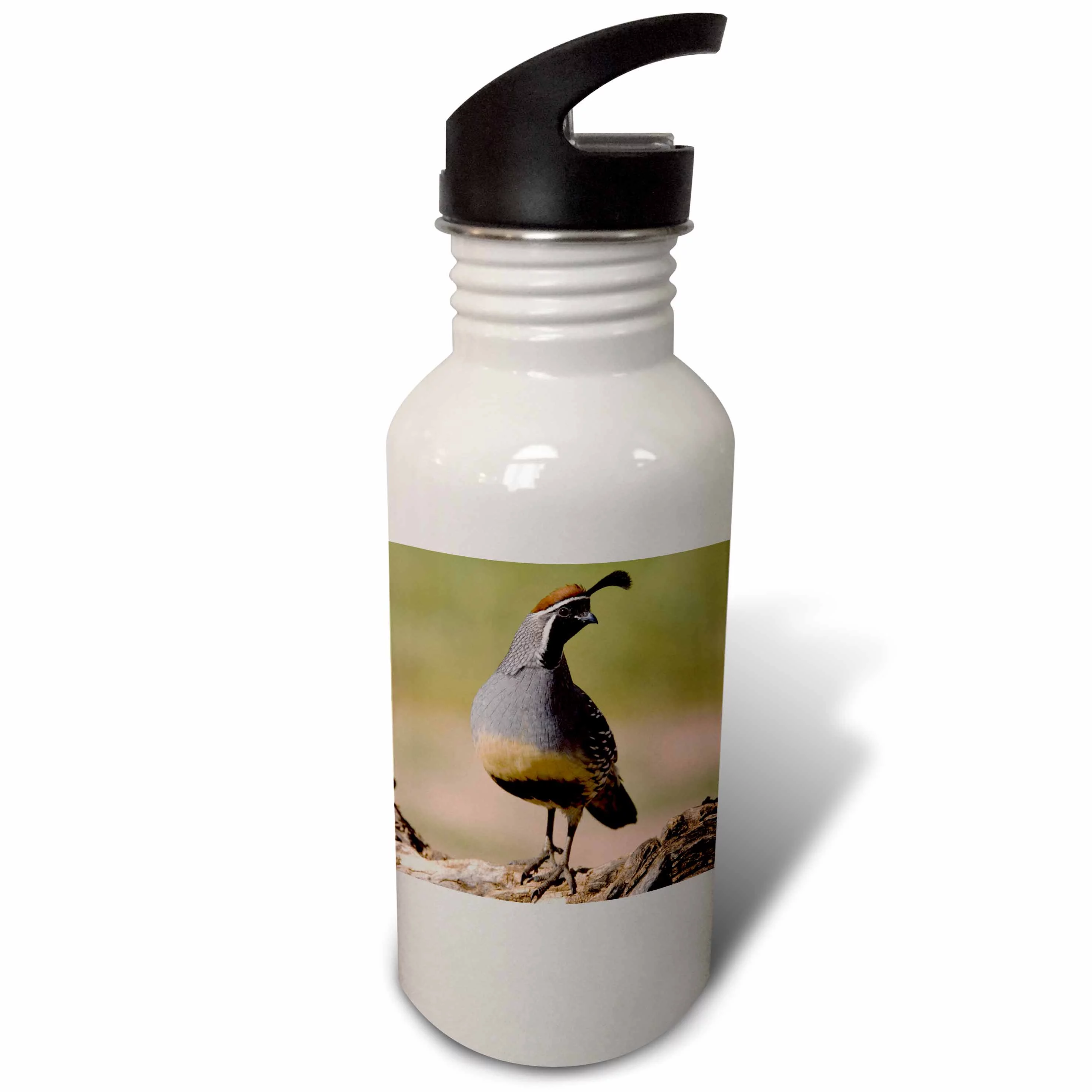Gambels Quail, bird, Tuscon, Arizona - NA02 RNU0137 - Rolf Nussbaumer 21 oz Sports Water Bottle wb-84265-1