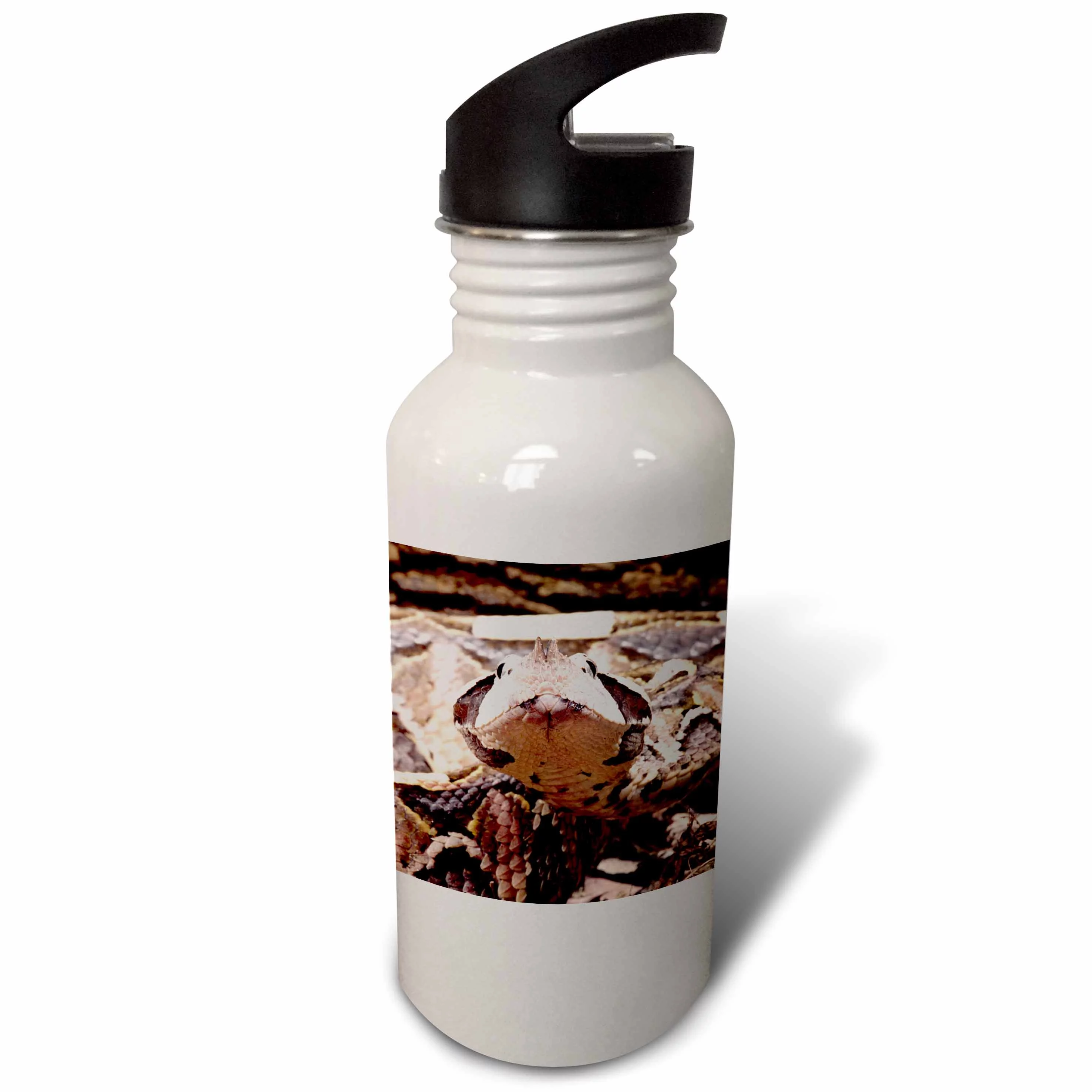 West African Gaboon Viper snake - NA02 DNO0436 - David Northcott 21 oz Sports Water Bottle wb-83953-1