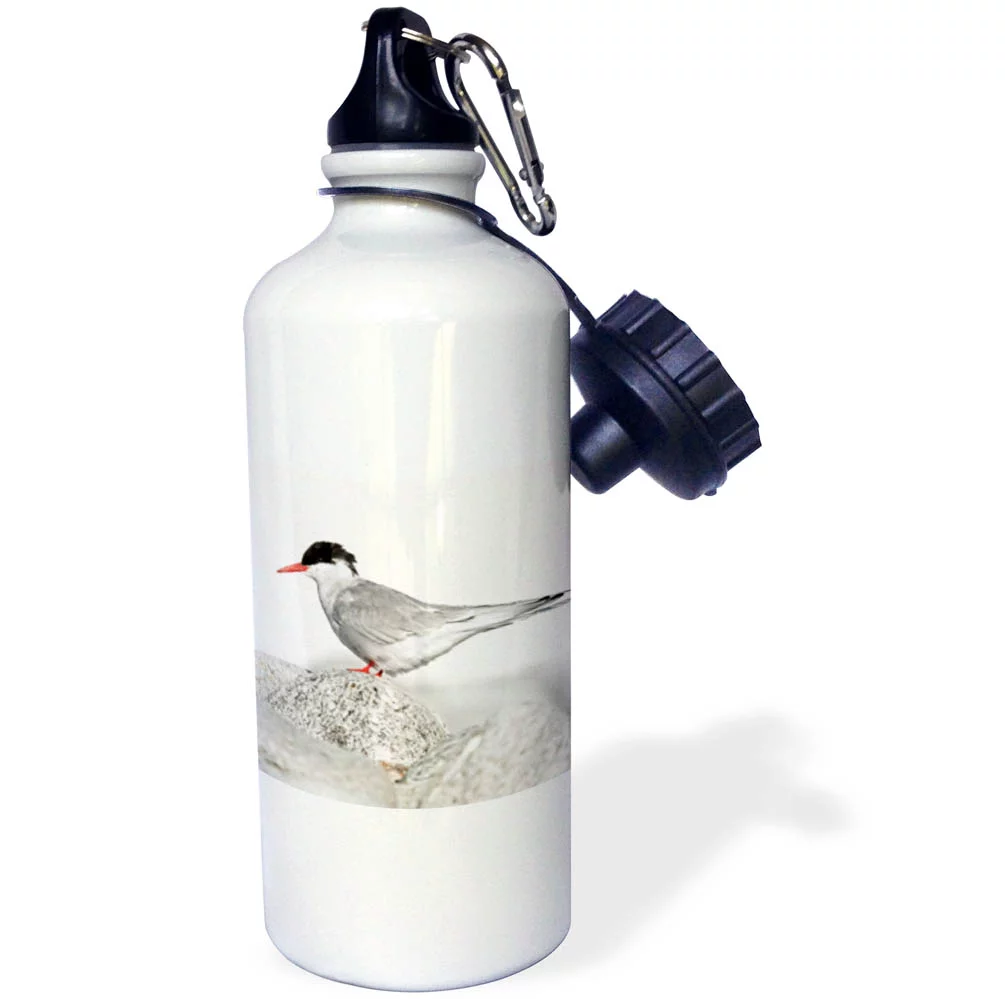 3dRose Norway, Svalbard. Arctic tern standing on a beach pebble. - Water Bottle, 21-ounce
