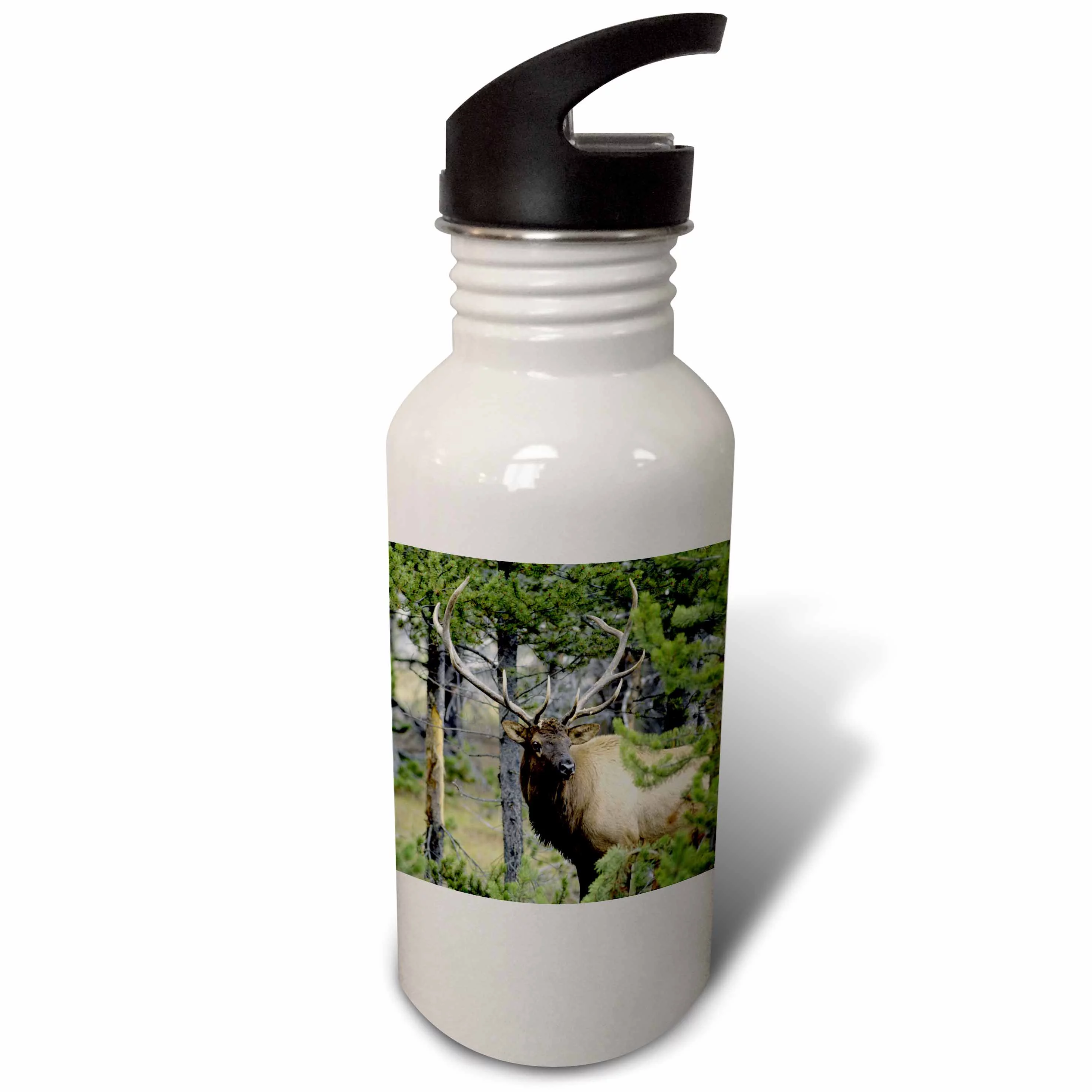 Bull elk in pines listening for danger, Yellowstone NP, Wyoming. 21 oz Sports Water Bottle wb-207462-1