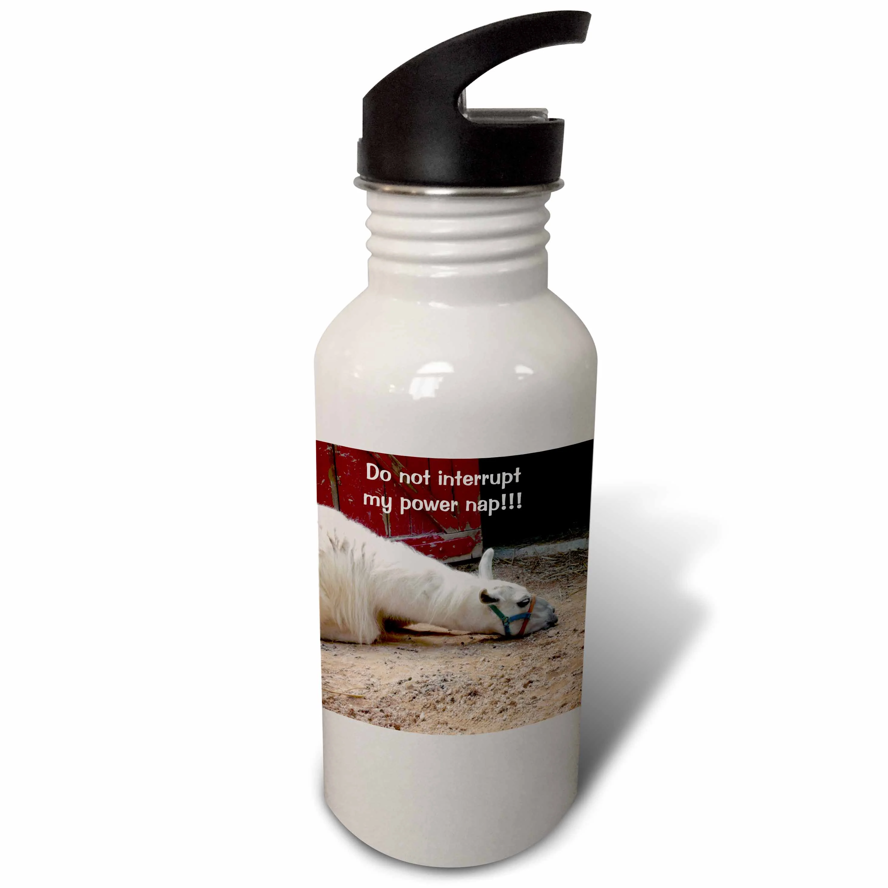 White Sleeping Llama, This Llama is taking a load off and informing others that it’s a 