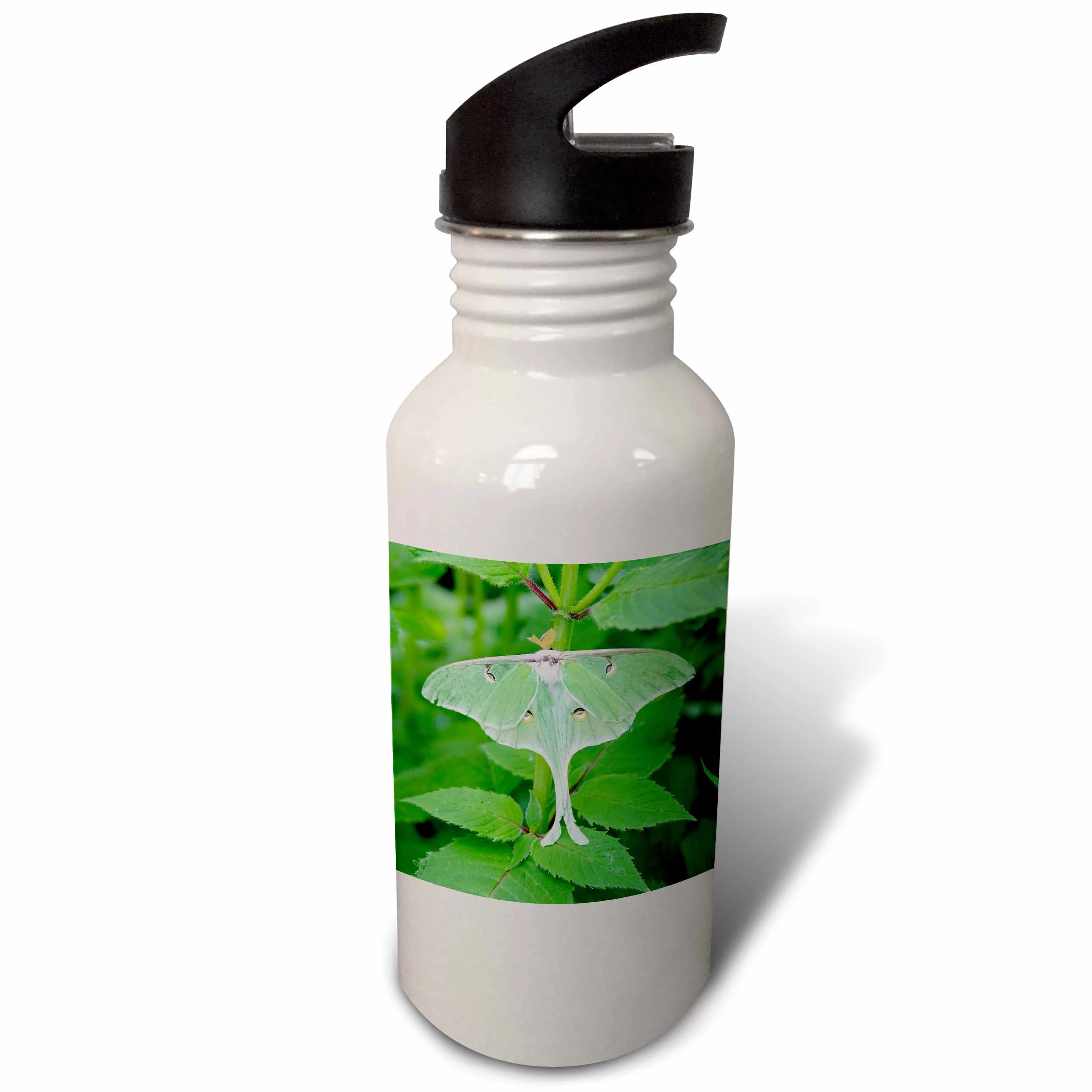 Luna Moth, Actias luna. Marion, Illinois, USA. 21 oz Sports Water Bottle wb-207619-1