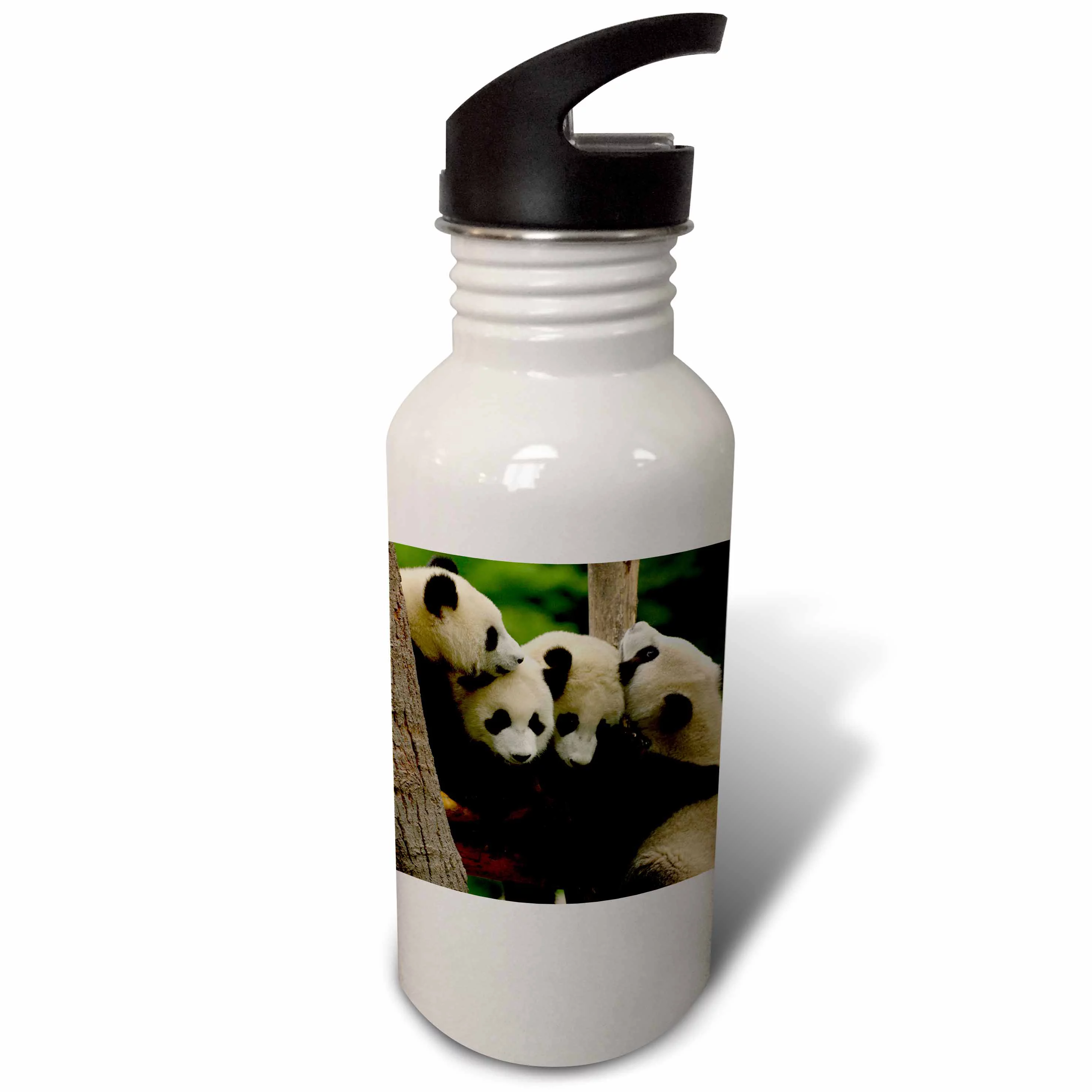 Giant panda bears, Wolong China Conservation, CHINA-AS07 POX0365 - Pete Oxford 21 oz Sports Water Bottle wb-70203-1