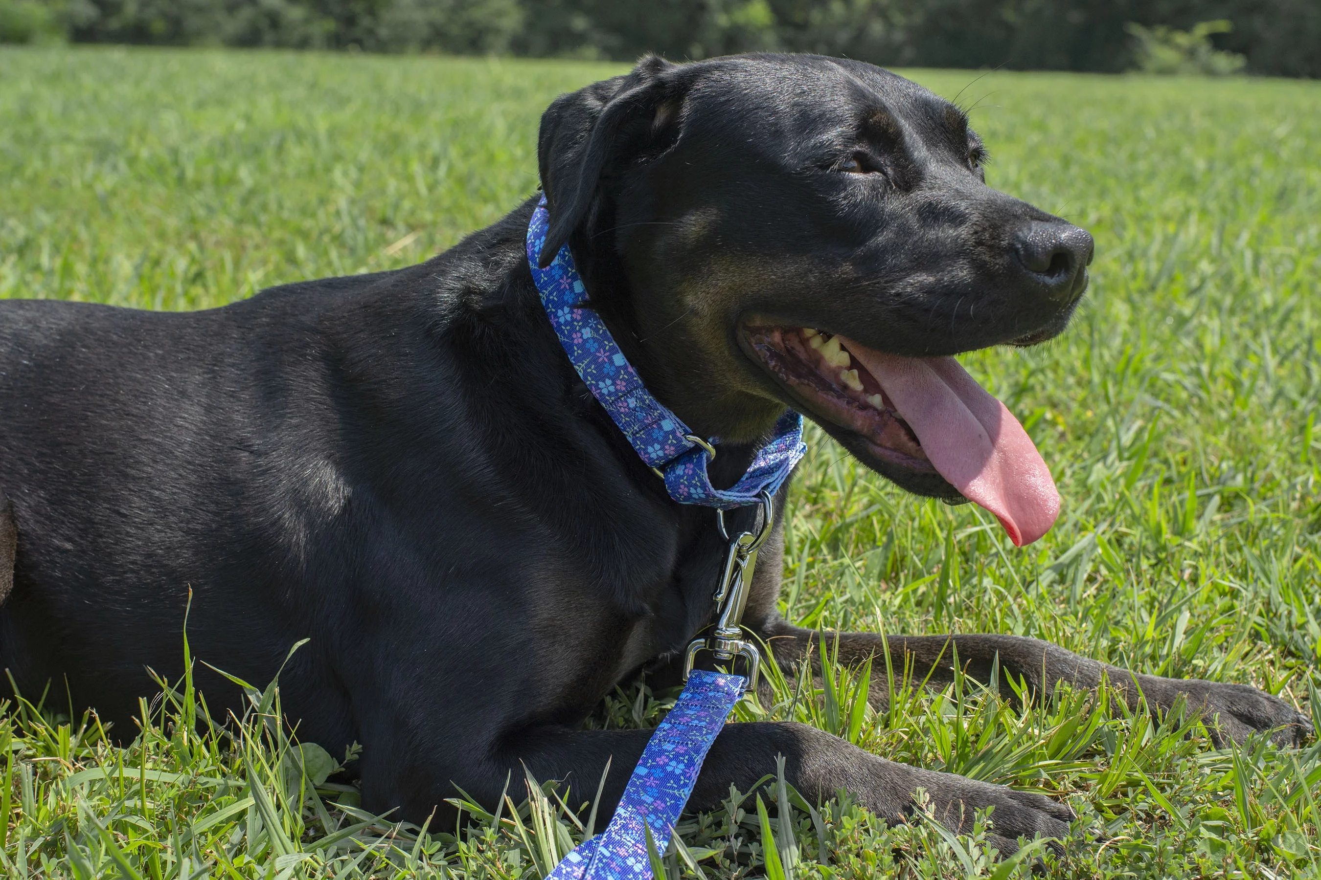 Country Brook Design® Blueberry Fields Martingale Dog Collar and Leash, Medium