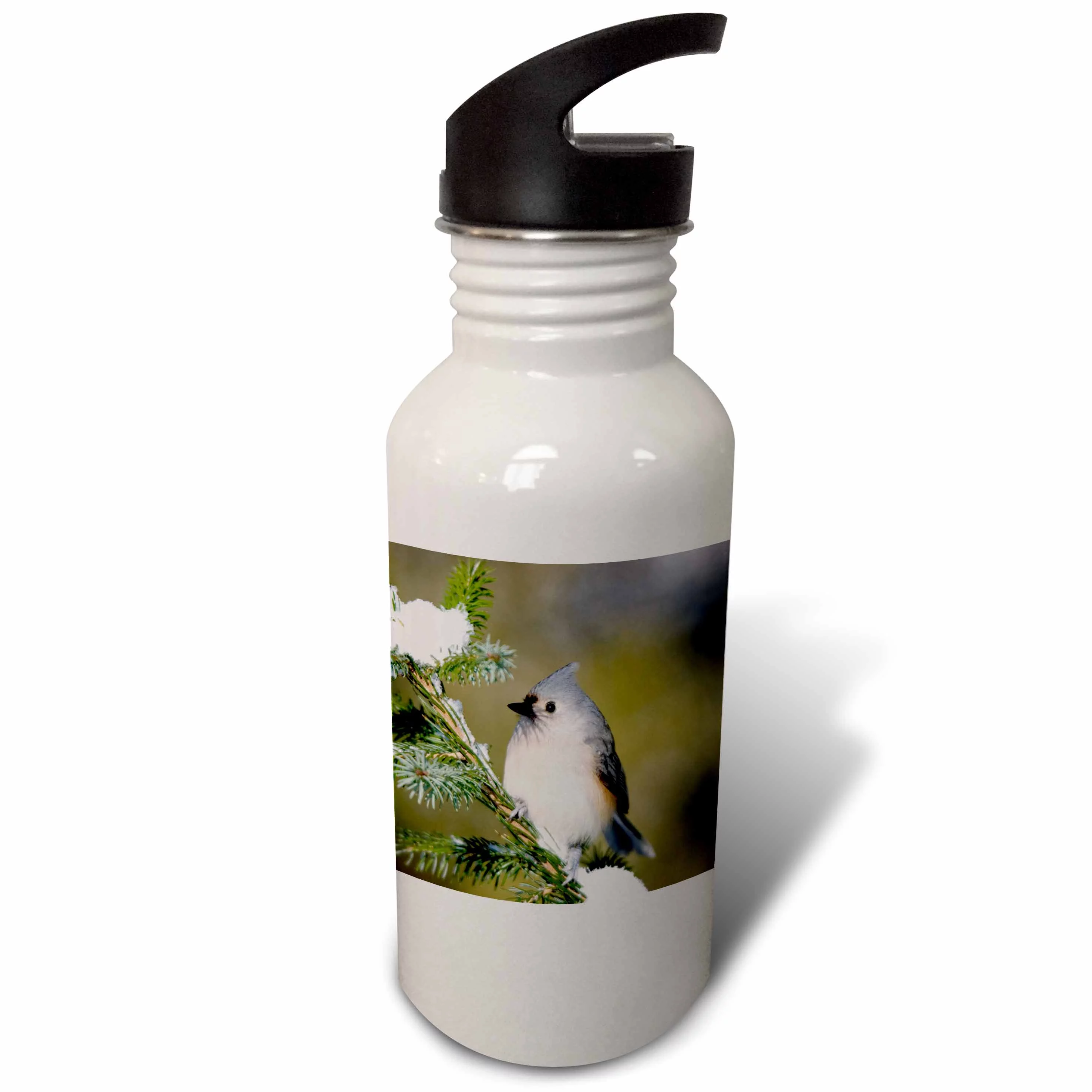 Tufted Titmouse in Blue Atlas Cedar in winter, Marion Co. IL 21 oz Sports Water Bottle wb-209827-1