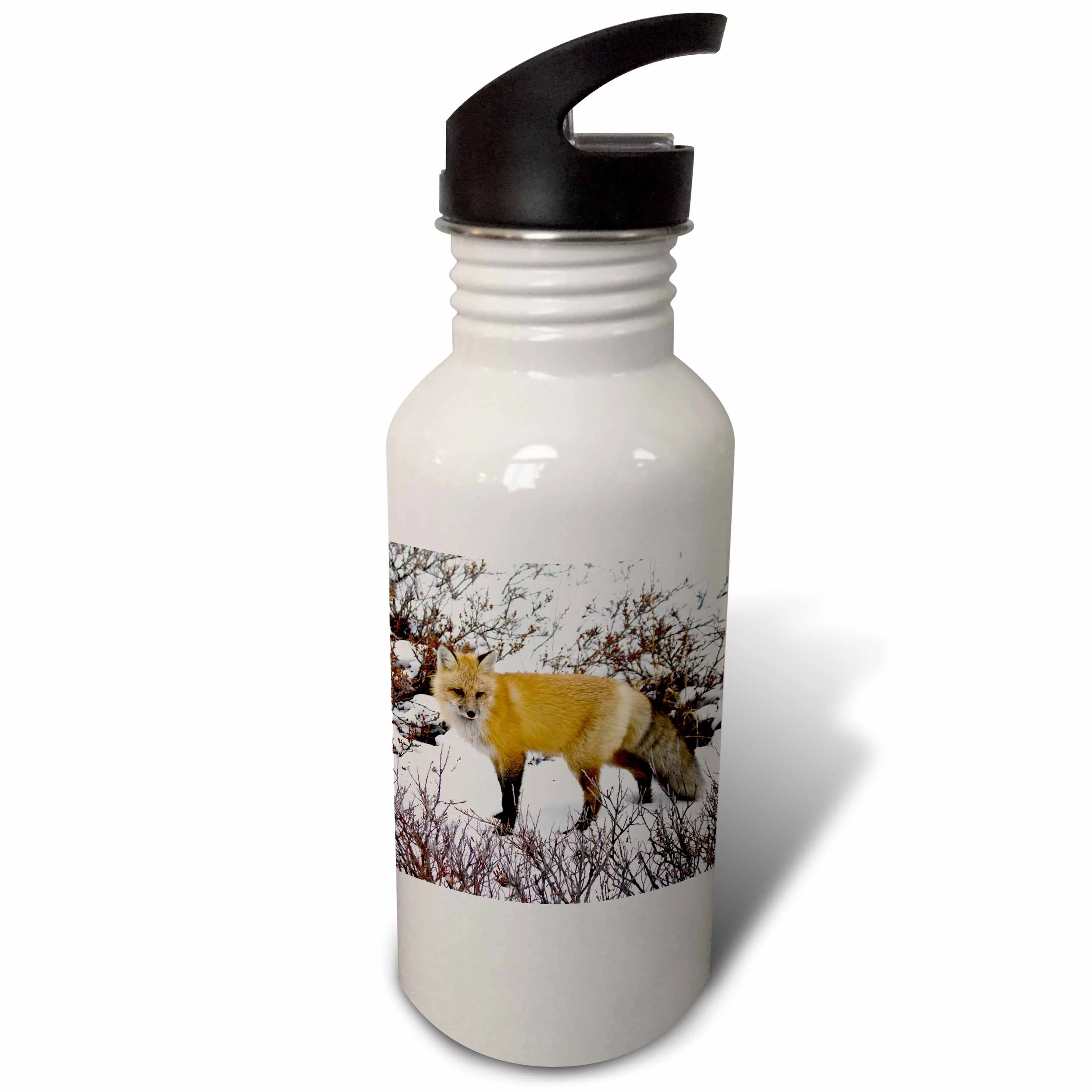 3dRose Red Fox in winter, Churchill Wildlife Area, Churchill, MB, Canada, Sports Water Bottle, 21oz