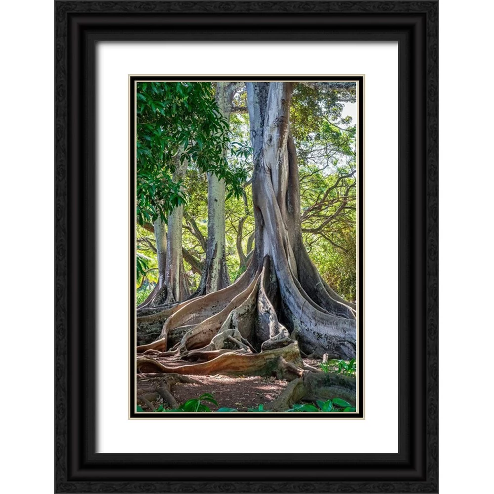 Engelbrecht, Lisa S. 17x24 Black Ornate Wood Framed with Double Matting Museum Art Print Titled - Moreton Bay Fig tree-Kauai-Hawaii-USA