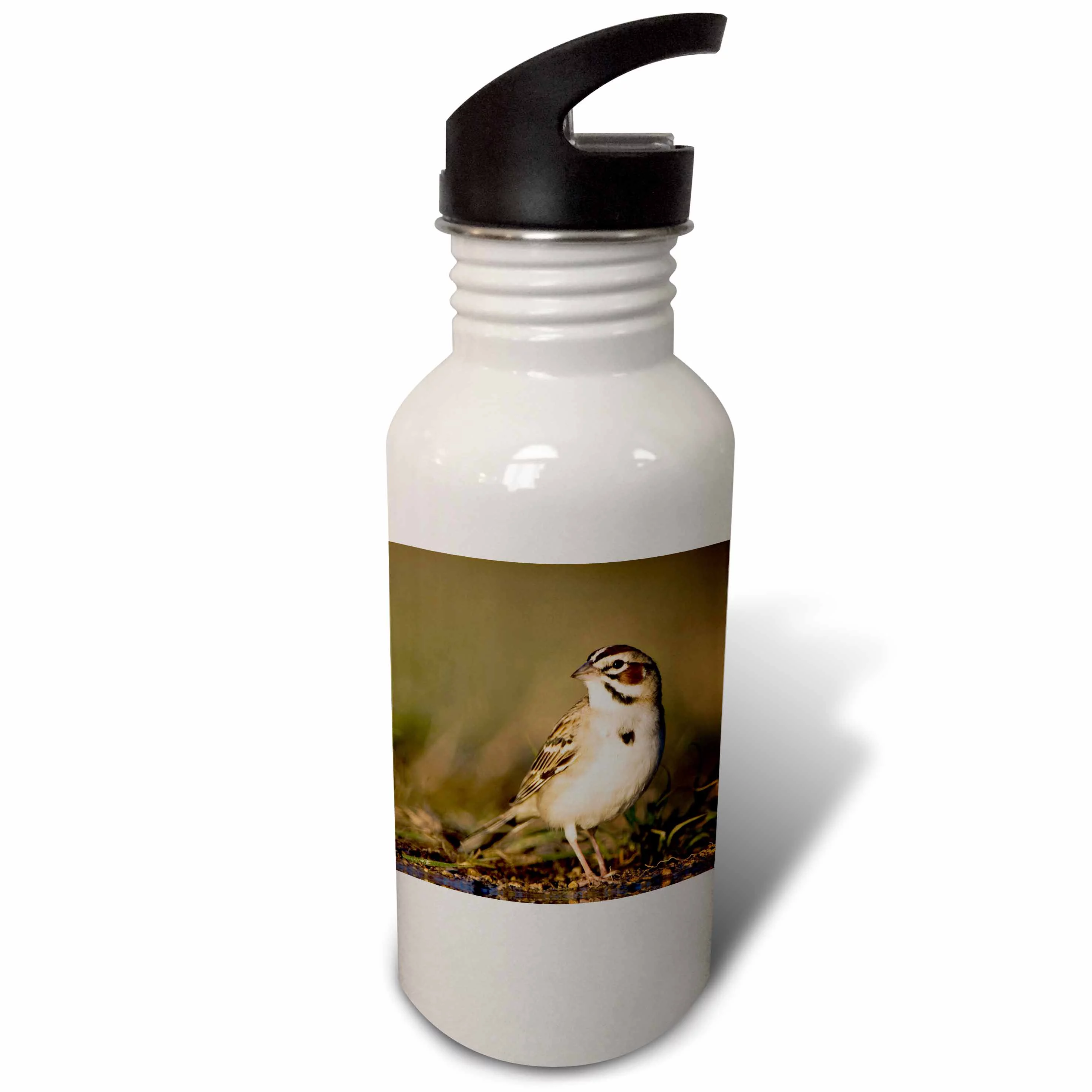 Lark Sparrow bird drinking, Hill Country, Texas - NA02 RNU0175 - Rolf Nussbaumer 21 oz Sports Water Bottle wb-84294-1