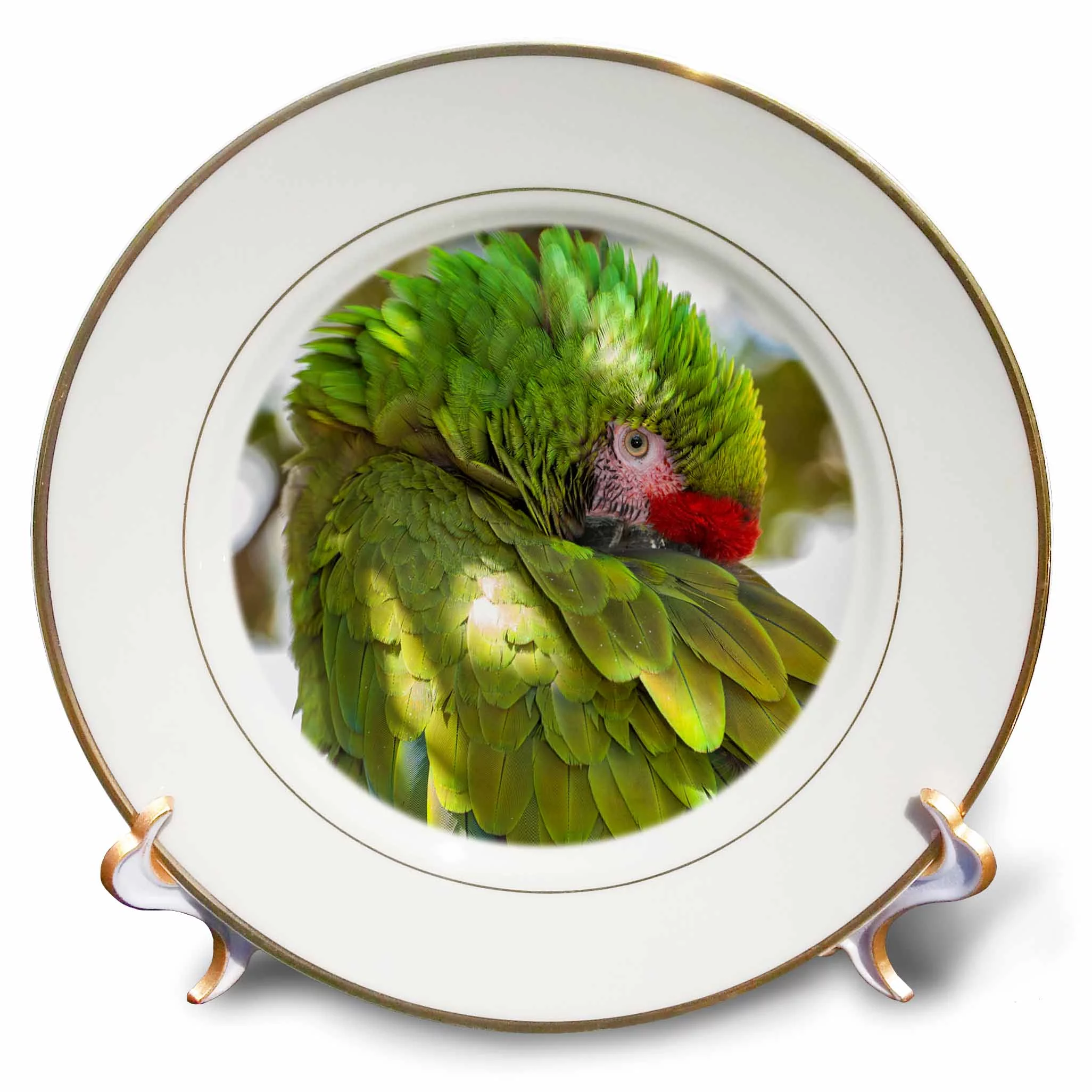 3dRose USA, Florida, Orlando, Green Macaw, Gatorland., Porcelain Plate, 8-inch
