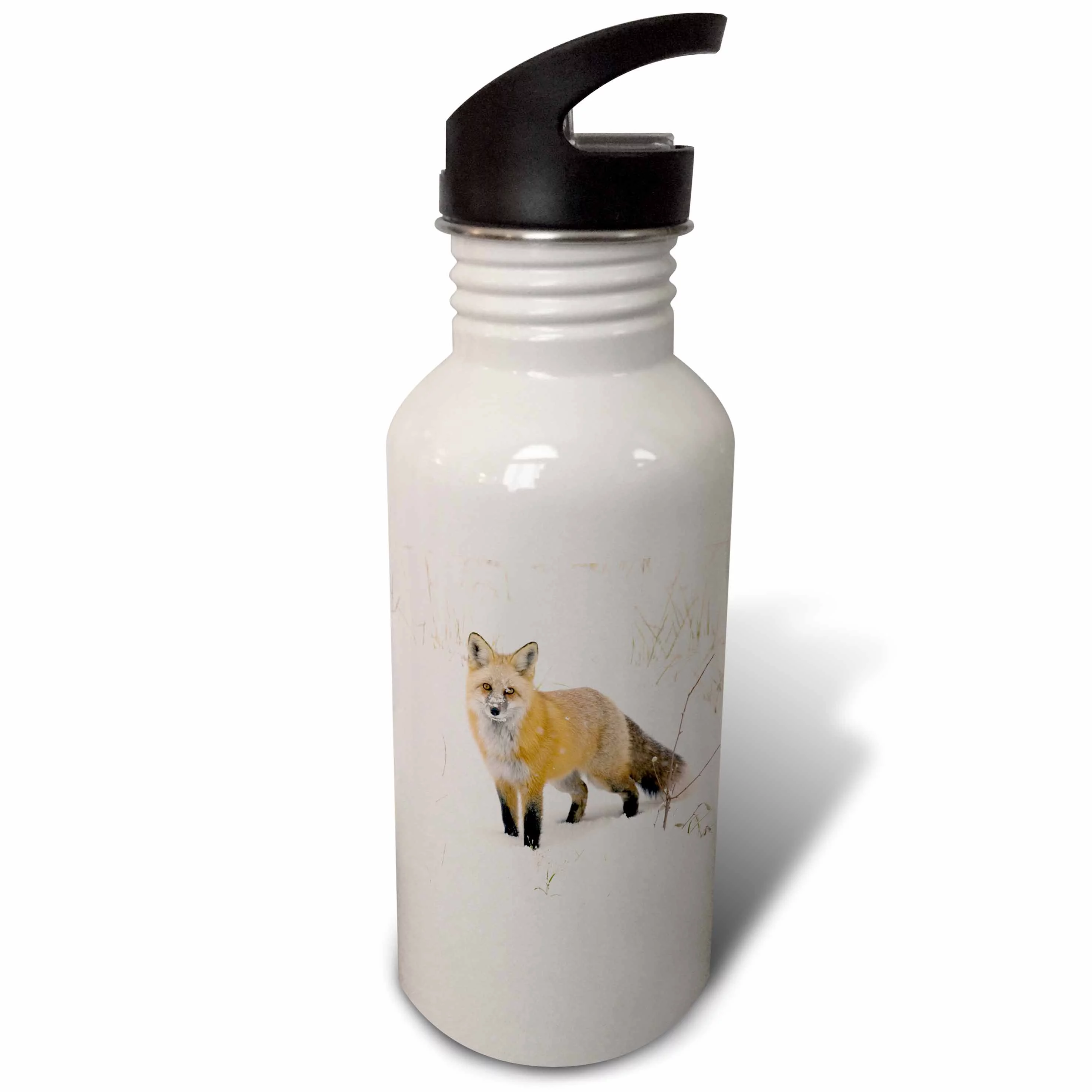 CO, Pike National Forest, Red fox - US06 BJA0184 - Jaynes Gallery 21 oz Sports Water Bottle wb-88865-1