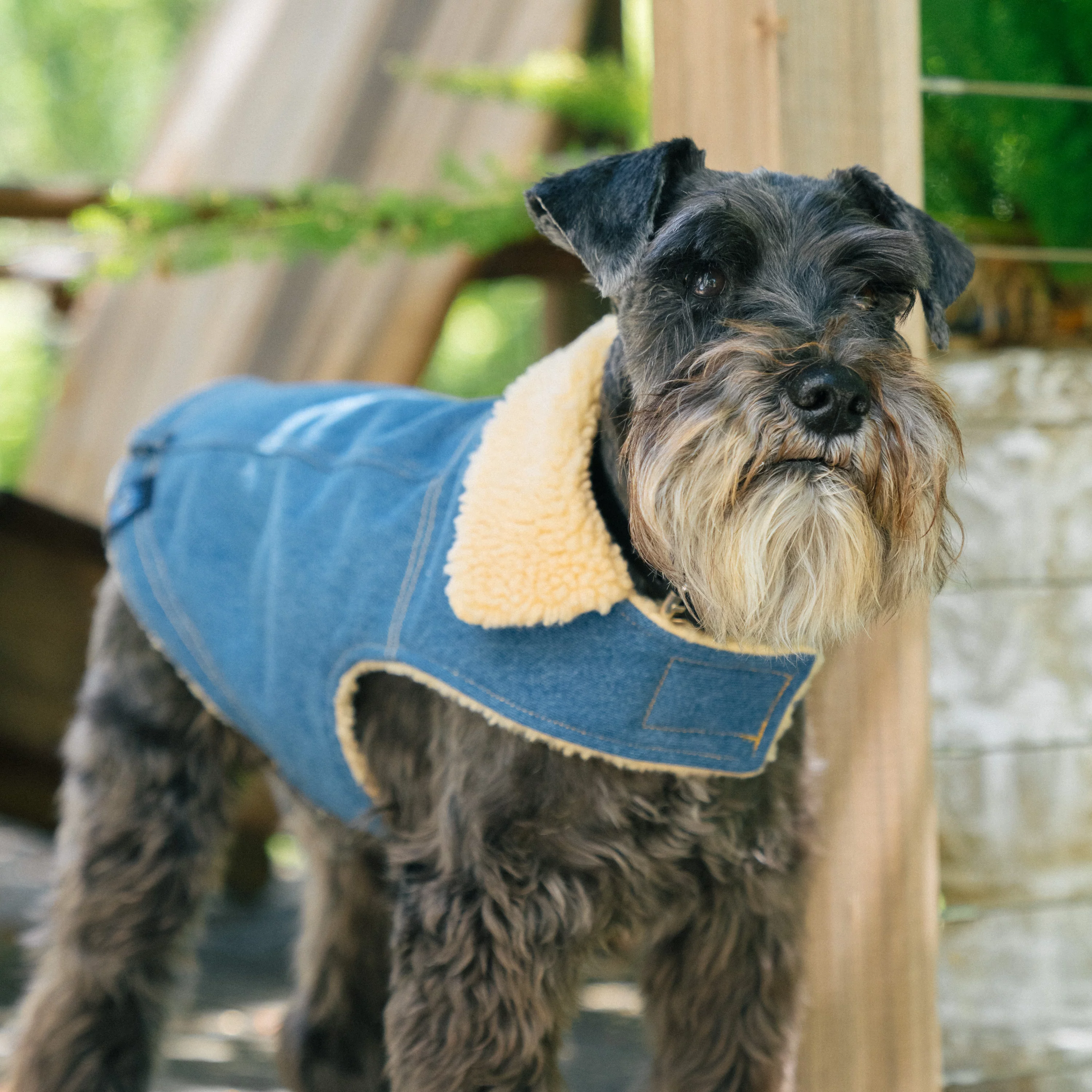 Gap Pet, Dog Clothes, Blue Denim Pet Jacket