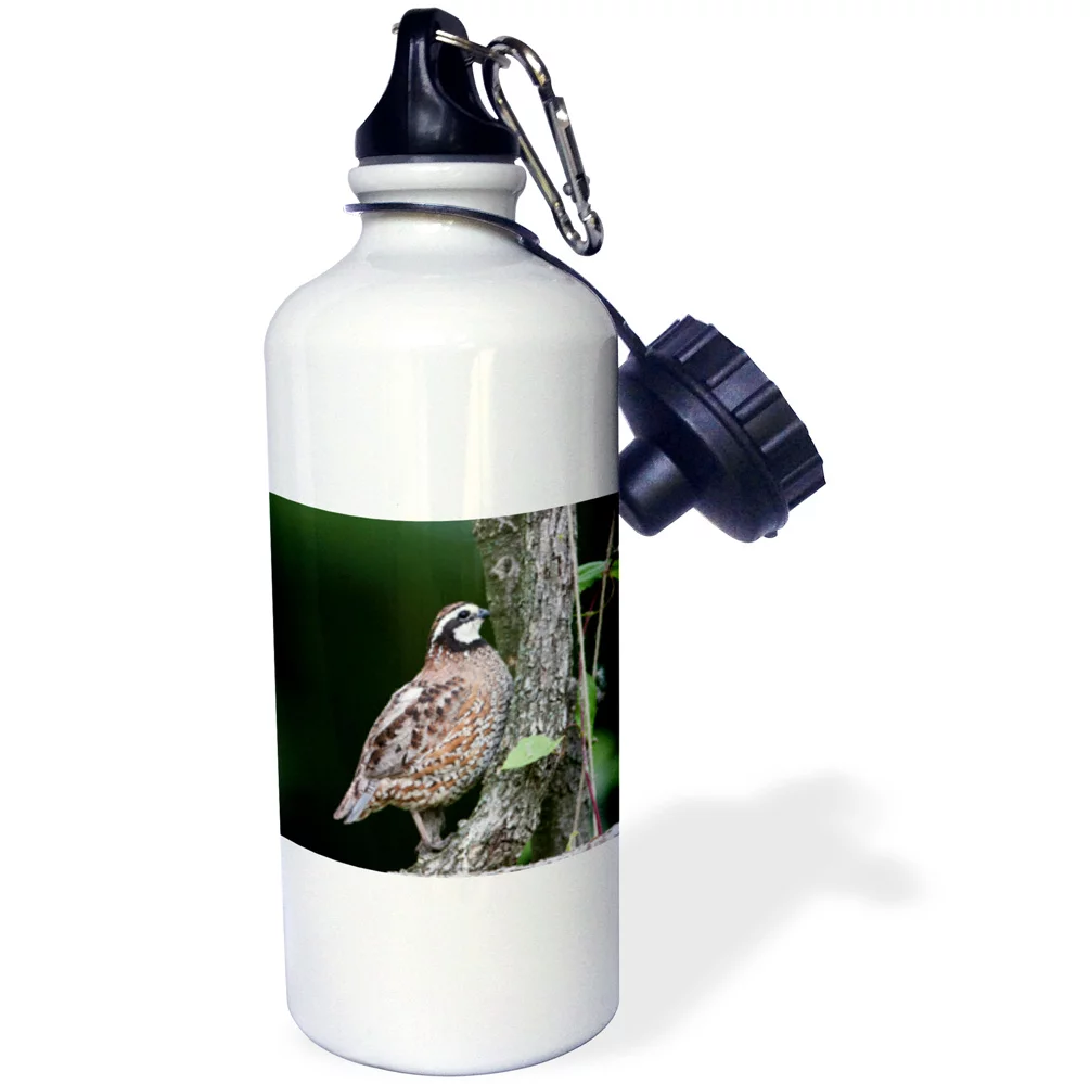 3dRose Northern Bobwhite quail male calling, Marion Co. IL, Sports Water Bottle, 21oz