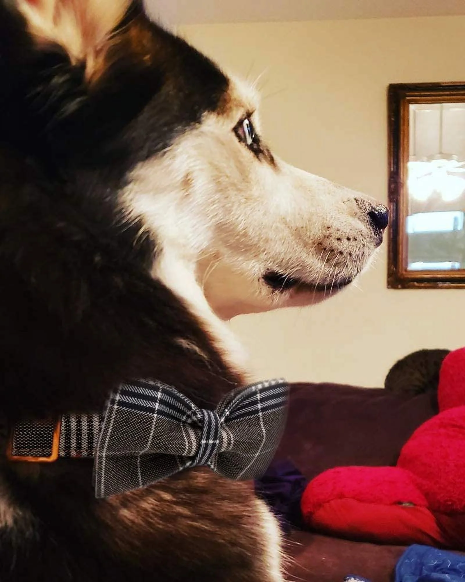 YOY Soft Comfortable Adjustable Pet Collar with Bowtie, Heavy Duty Dog Collar and Leash Set for Small Medium Large Dogs Cats, Puppy Grooming Doggy Accessories, Length 12