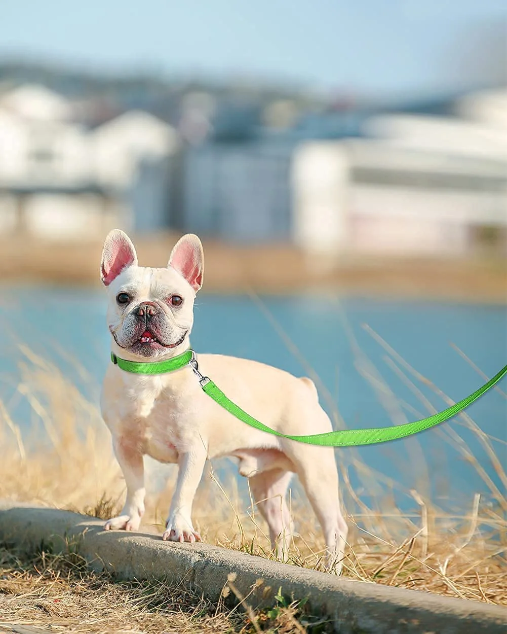 Dog Collar Bundle with 5FTx3/4 Width Double-Sided Reflective Dog Leash,5FT Nylon Dog Leashes with Nylon Dog Collar for Small Dogs,Green