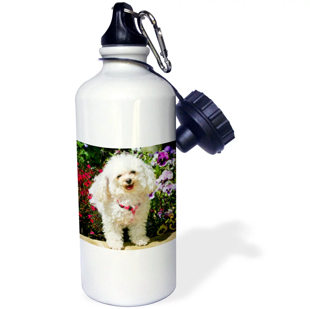 Colorado, Summit County, Teacup poodle dog - US06 BJA0070 - Jaynes Gallery 21 oz Sports Water Bottle wb-88831-1