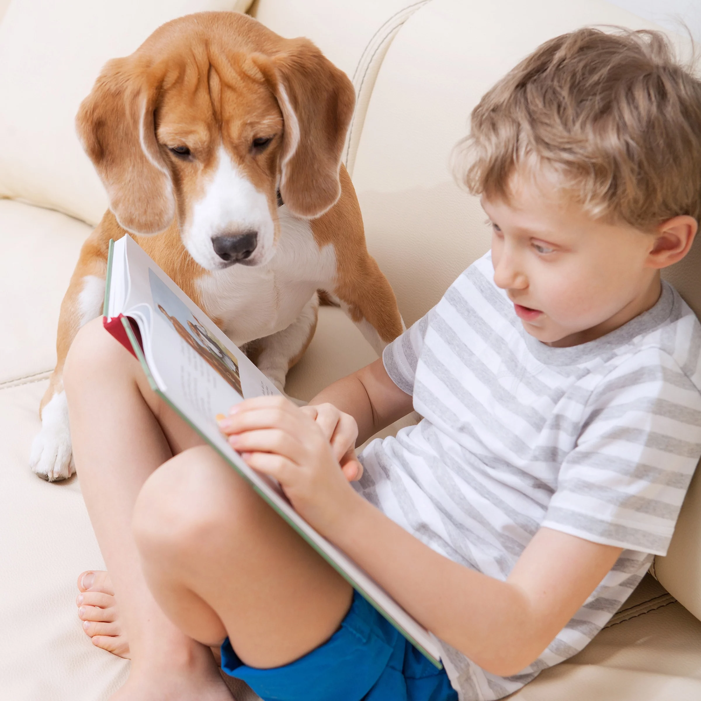 Pet Stairs – Safe and Durable Indoor or Outdoor Ladder with 3 Step Design Holds 80lbs – Cat or Dog Steps for Home and Vehicle by PETMAKER (Dark Gray)