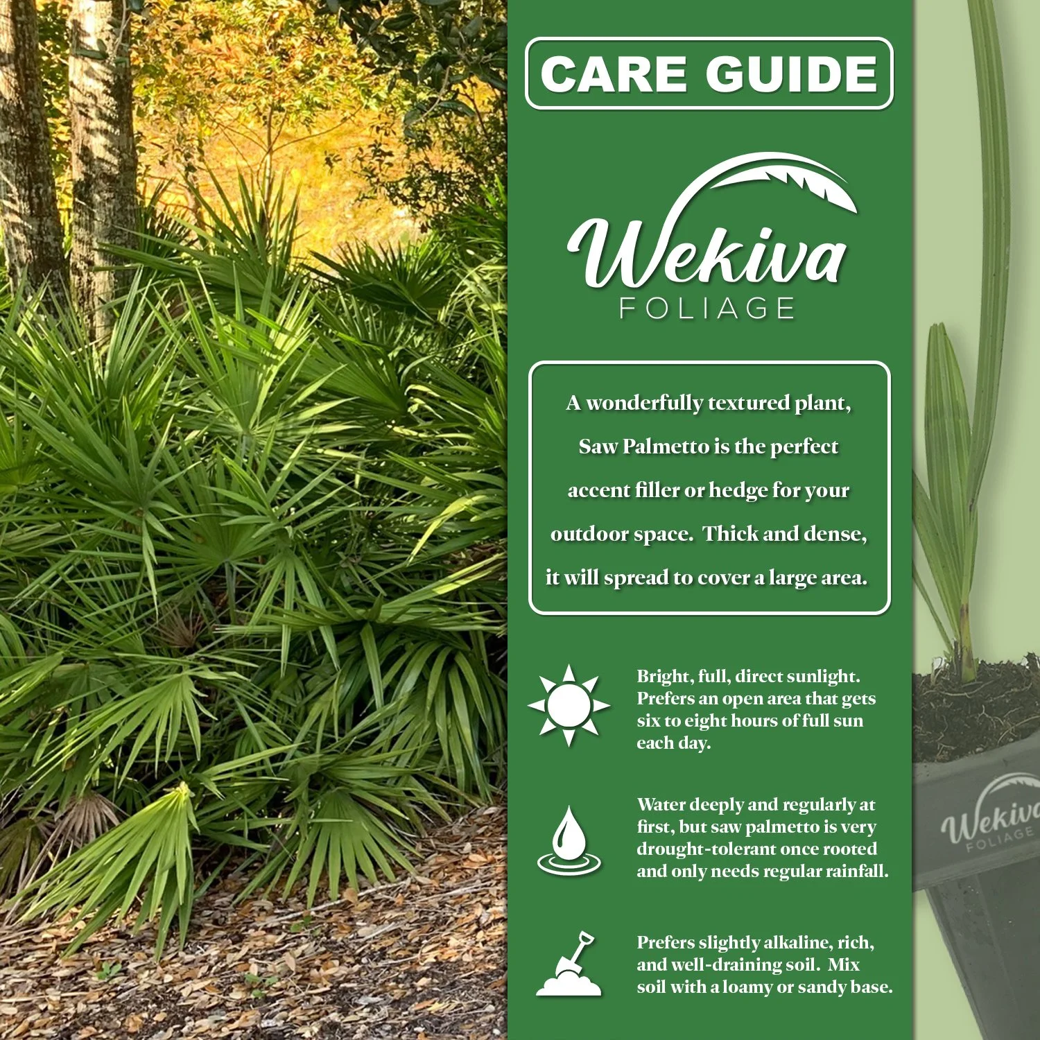 Green Saw Palmetto - Live Starter Plant in a 2 Inch Pot - Serenoa Repens Green - Native Ornamental Palms from Florida