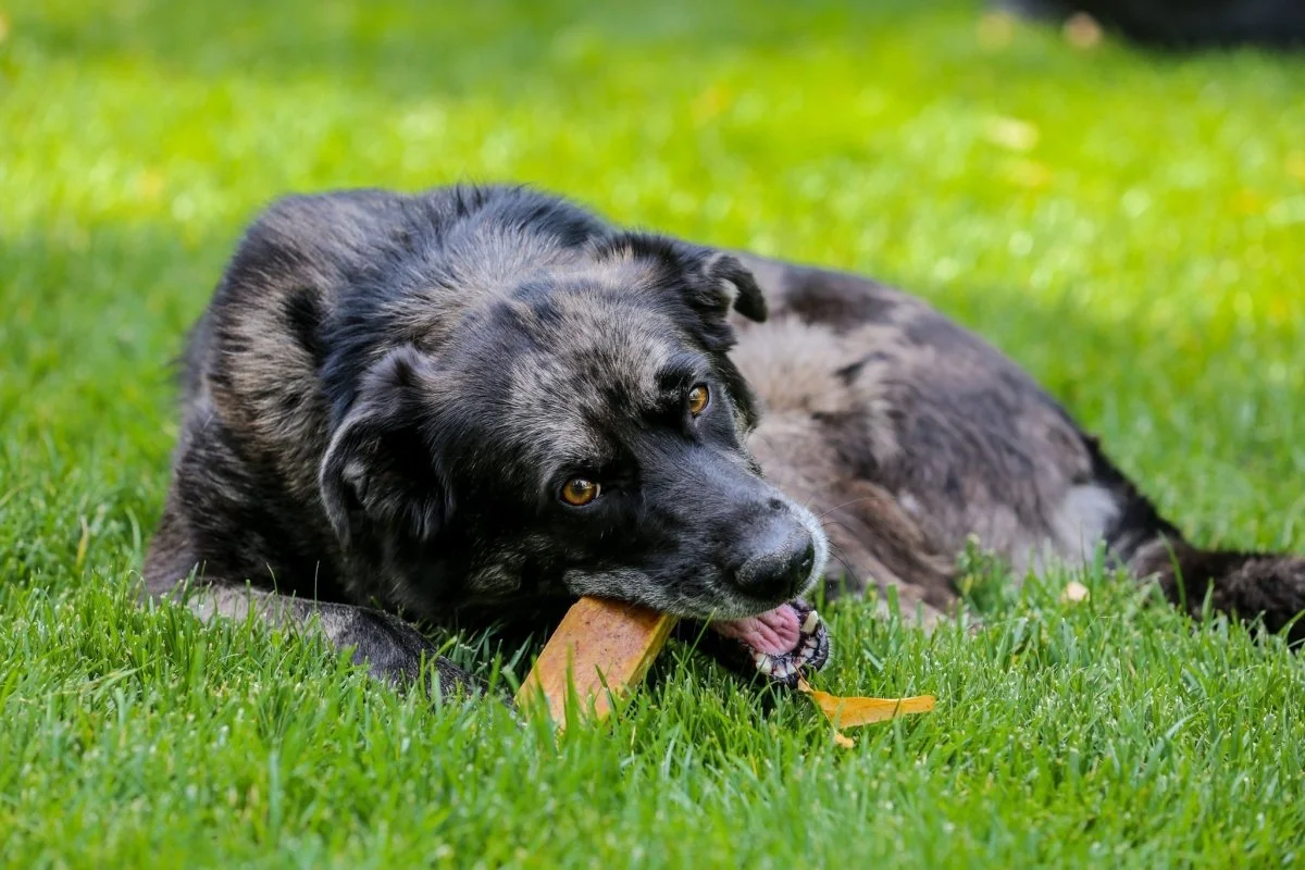 Himalayan Yak Cheese Bulk. 100% Natural Dog Chews Small and Medium. 1LB Pound.