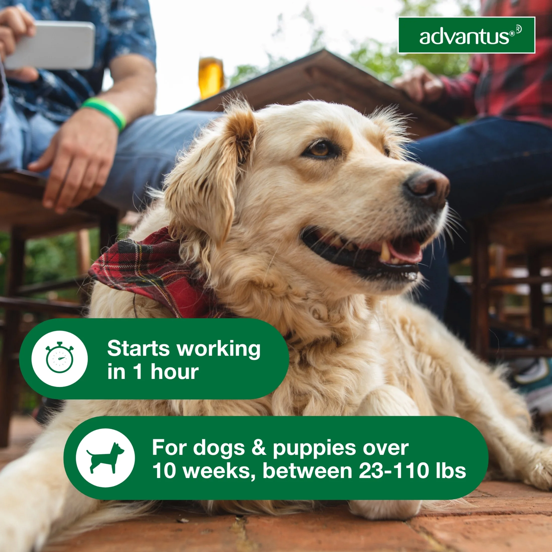 Advantus (Imidacloprid) Flea Treatment for Large Dogs (23-110lbs), Oral Soft Chews 37.5mg, 30 Doses