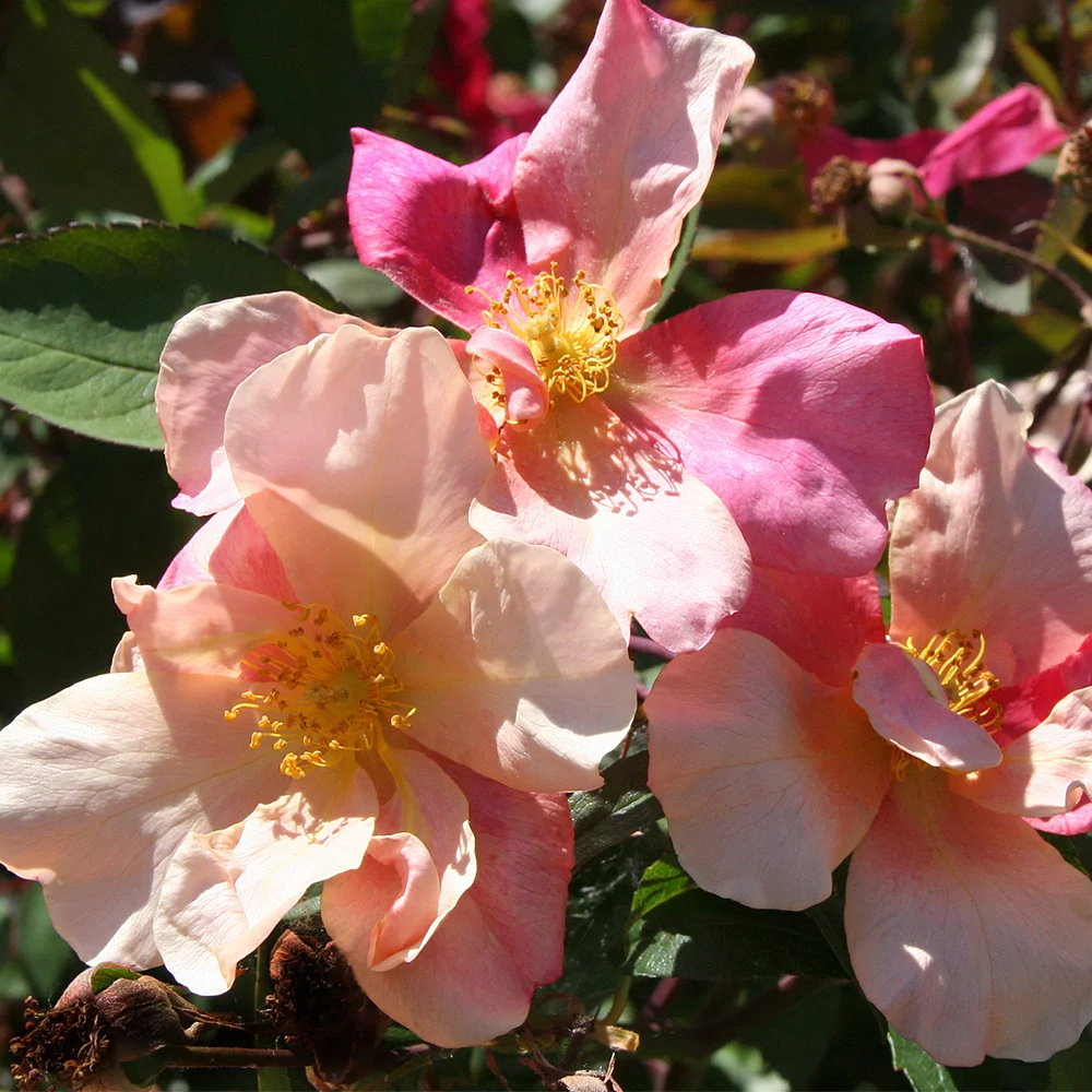 Heirloom Roses Own Root Rose Bush - Mutabilis China Rose Plant - Continous Blooming Flowers