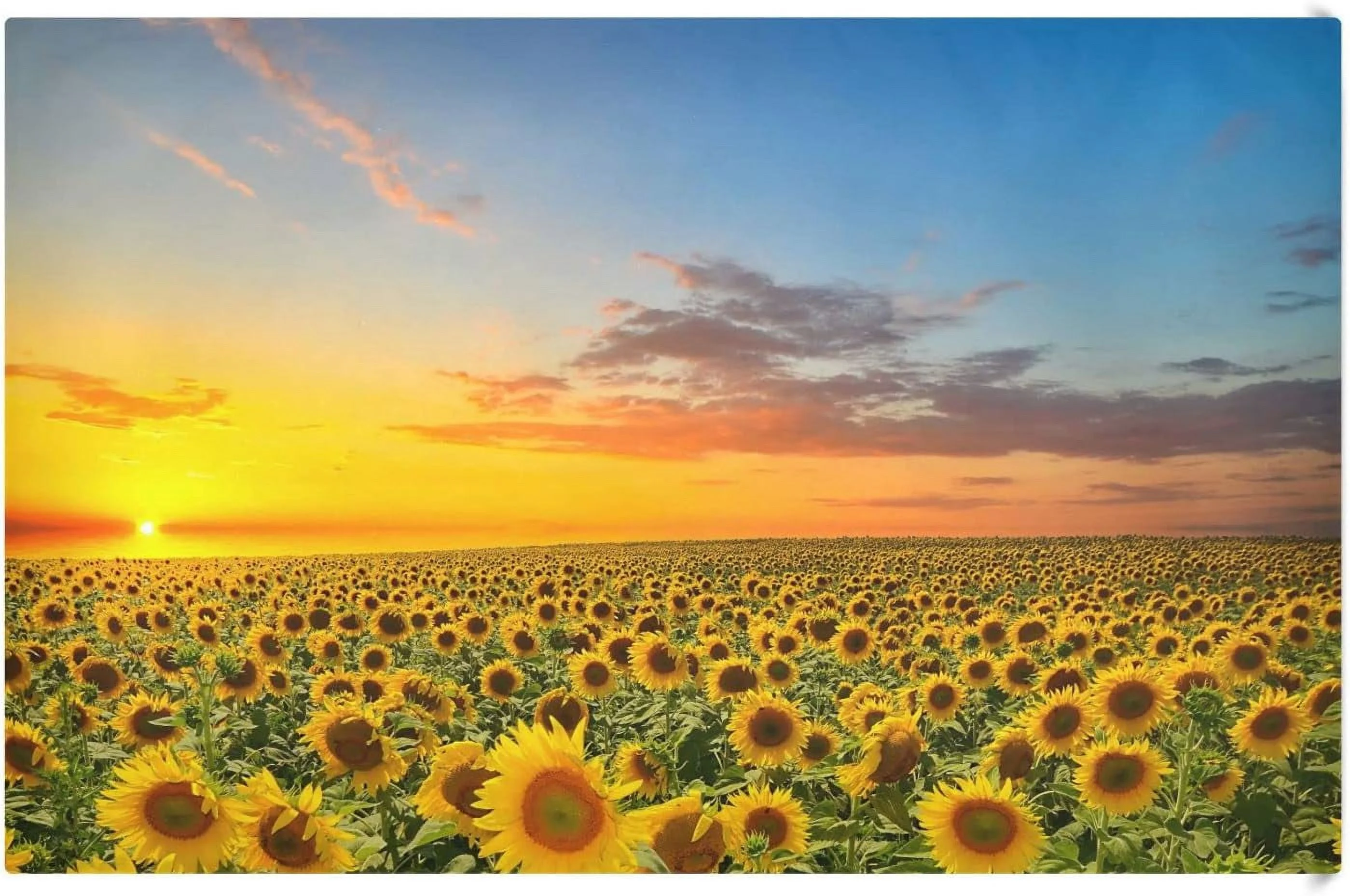 GZHJMY Field of Blooming Sunflowers Kitchen Towels Set of 4 Dishcloths Hand Towels Tea Towels Ultra Absorbent for Cleaning Washing Drying Dishes Tableware 28'' x 18''