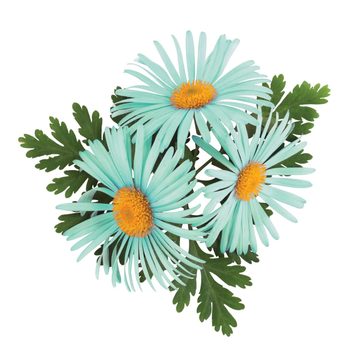 CHI Cleancare - Clarifying Shampoo 25 oz / 739 ml