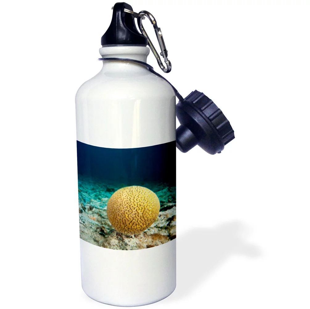 3dRose Head of brain coral on the sea bottom off of Bonaire, N.A. - Water Bottle, 21-ounce