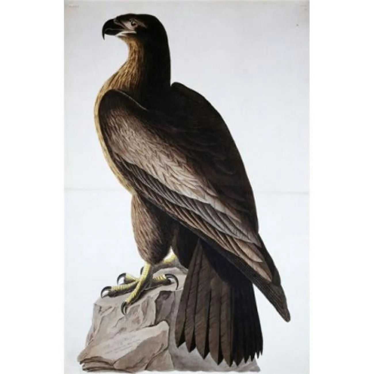 Great American Sea Eagle John James Audubon 1785-1851 American Poster Print - 18 x 24 in.