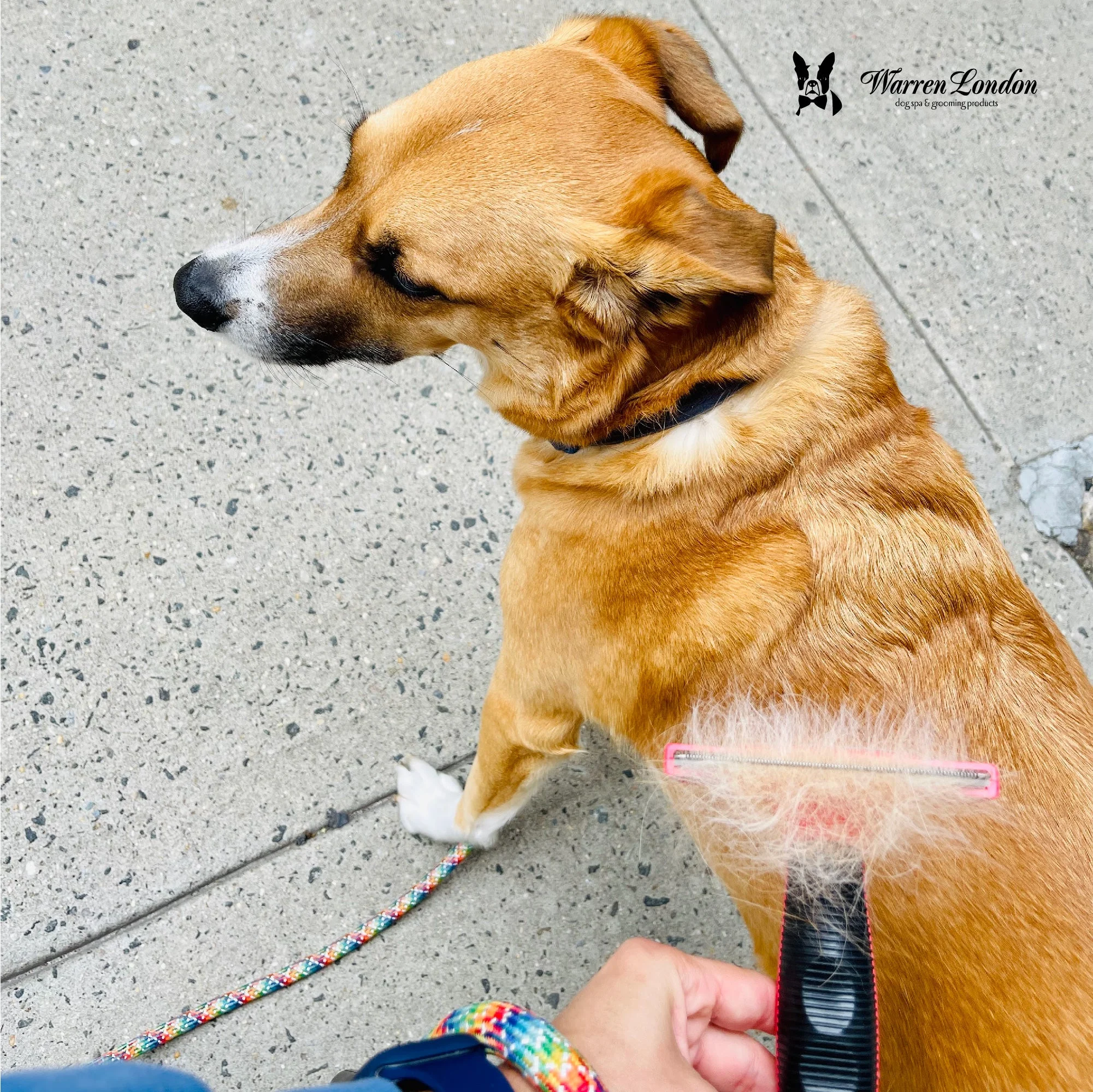 Deshedding Dog & Cat Brush by Warren London | Stainless Steel Deshedding Tool | Long Hair - Small