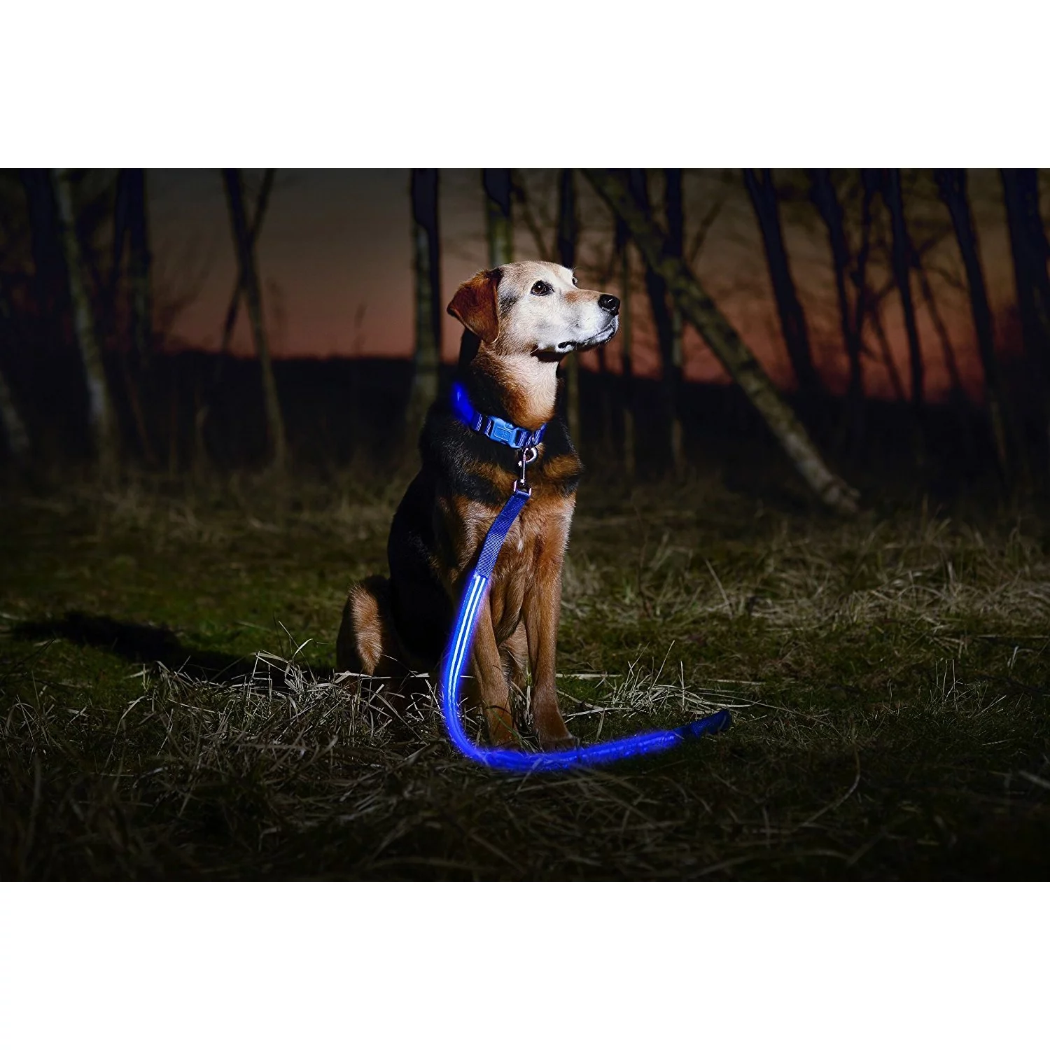 Deco Gear LED Dog Leash w/3 Light Modes for Night Safety, Battery-Powered - Blue