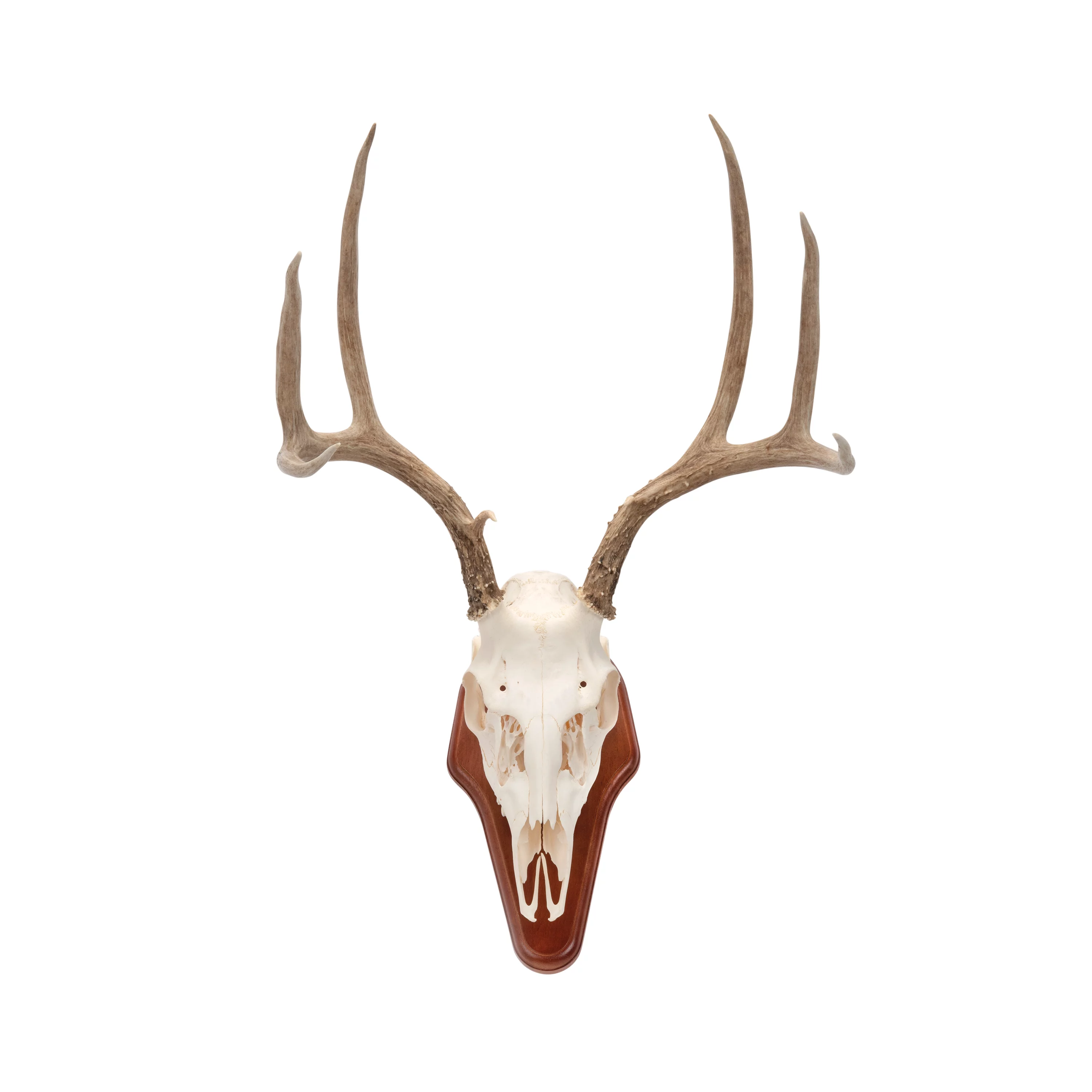 Allen Company Ez Skull Wood Mount Presentation Pedestal & Plaque, 13