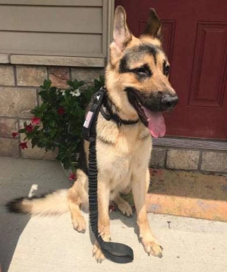 Tactical Bungee K9 Dog Leash - 1.5