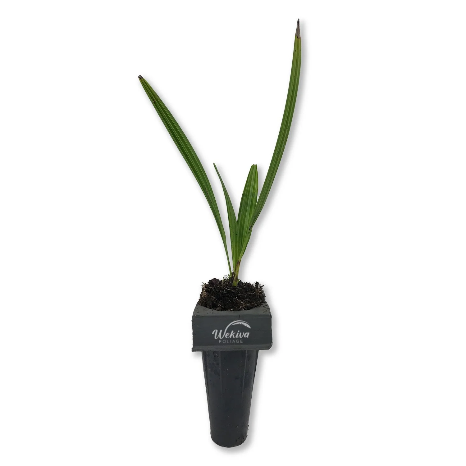 Green Saw Palmetto - Live Starter Plant in a 2 Inch Pot - Serenoa Repens Green - Native Ornamental Palms from Florida