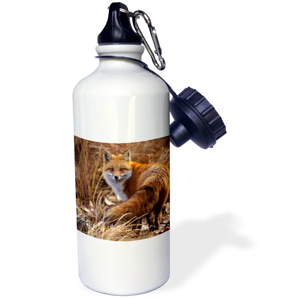 Colorado, Jefferson County. Red Fox - US06 BJA0261 - Jaynes Gallery 21 oz Sports Water Bottle wb-88875-1