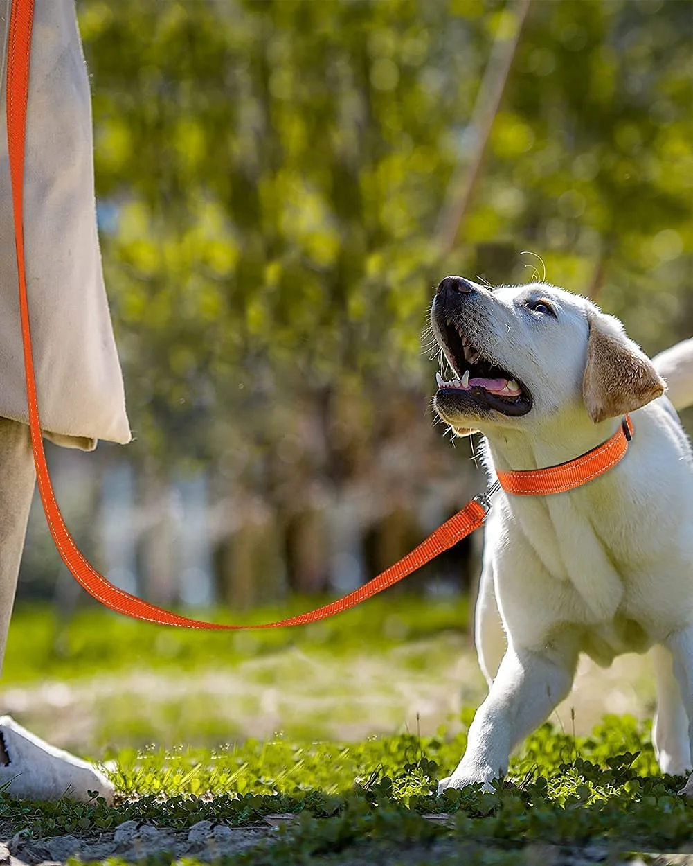 Dog Collar Bundle with 5FTx1 Width Double-Sided Reflective Dog Leash,5FT Nylon Dog Leashes with Nylon Dog Collar for Small Dogs,Orange