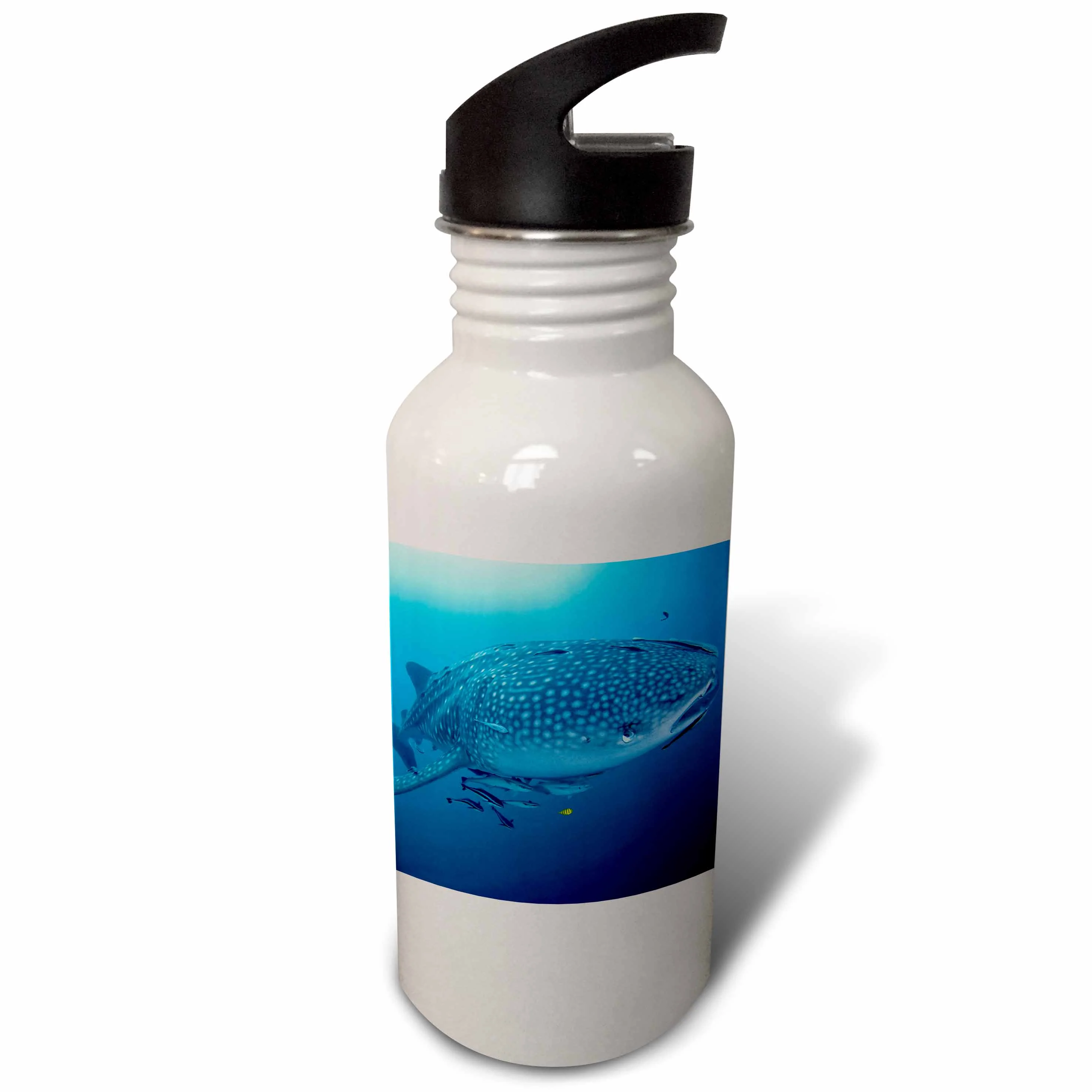 Indonesia, Papua, Cenderawasih Bay. Whale shark and remoras. 21 oz Sports Water Bottle wb-188482-1