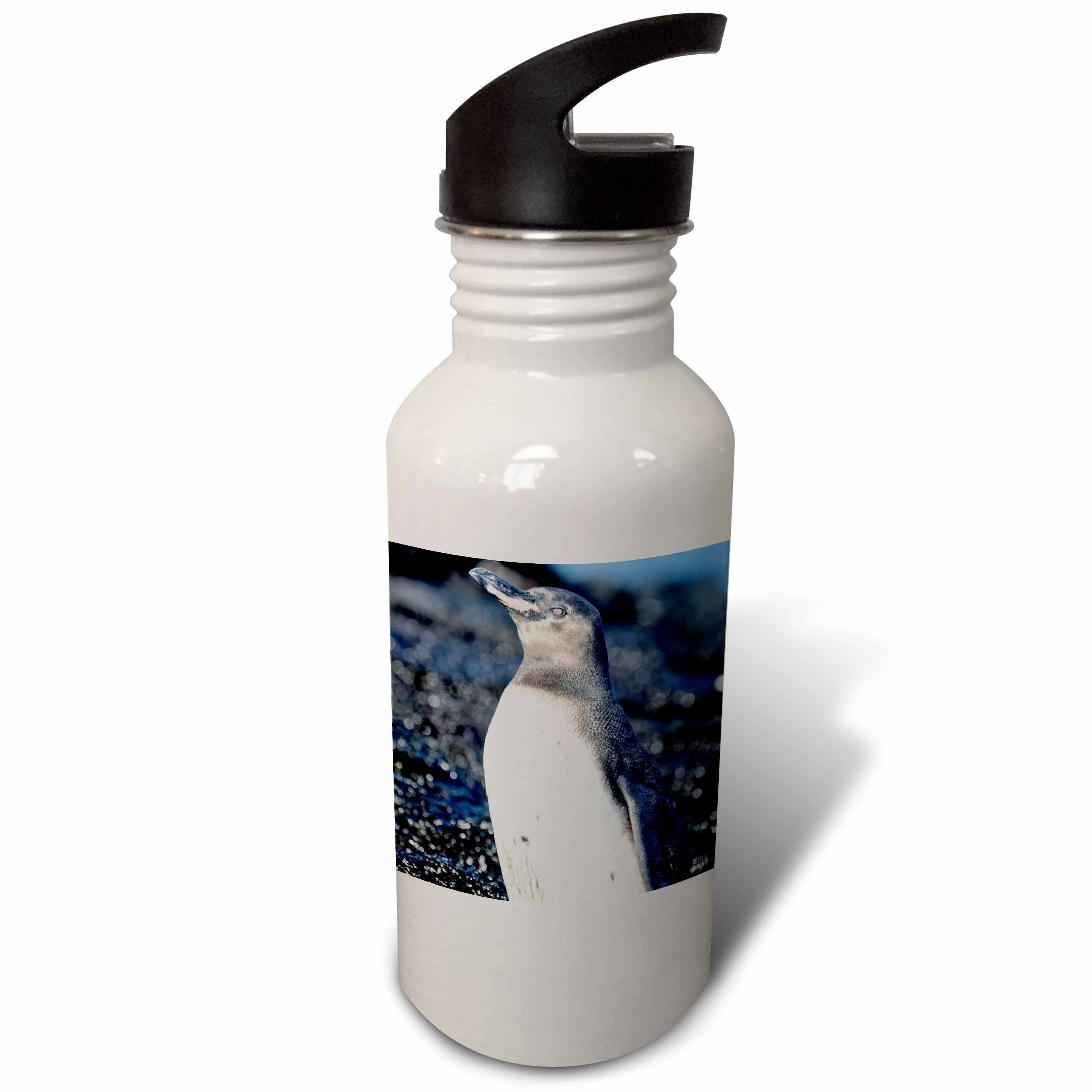 Galapagos Penguin,Spheniscus mendiculus,Punta Moreno Isabela Island Galapagos 21 oz Sports Water Bottle wb-10119-1