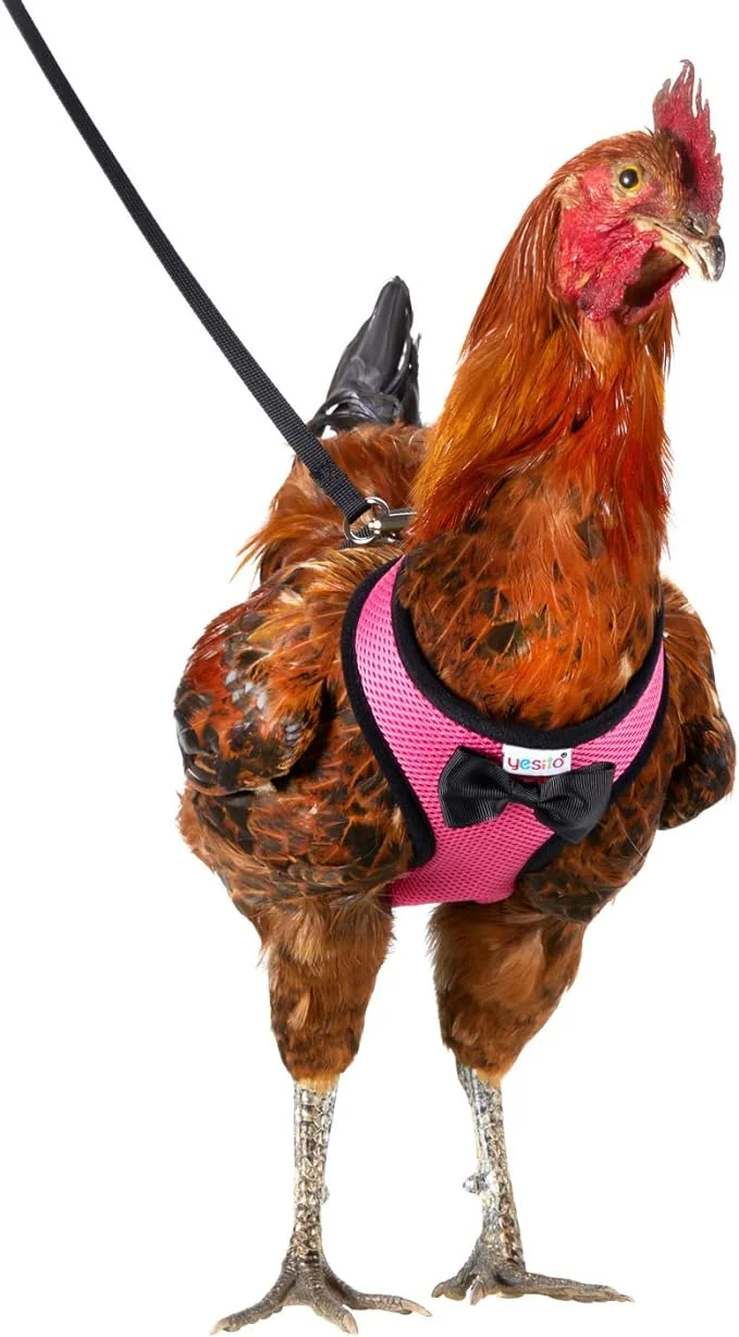 Yesito Chicken Harness Hen Size with 6ft Matching Leash – Adjustable, Resilient, Comfortable, Breathable, Large Size, Suitable for Chicken Weighing About 6.6 Pound,Pink