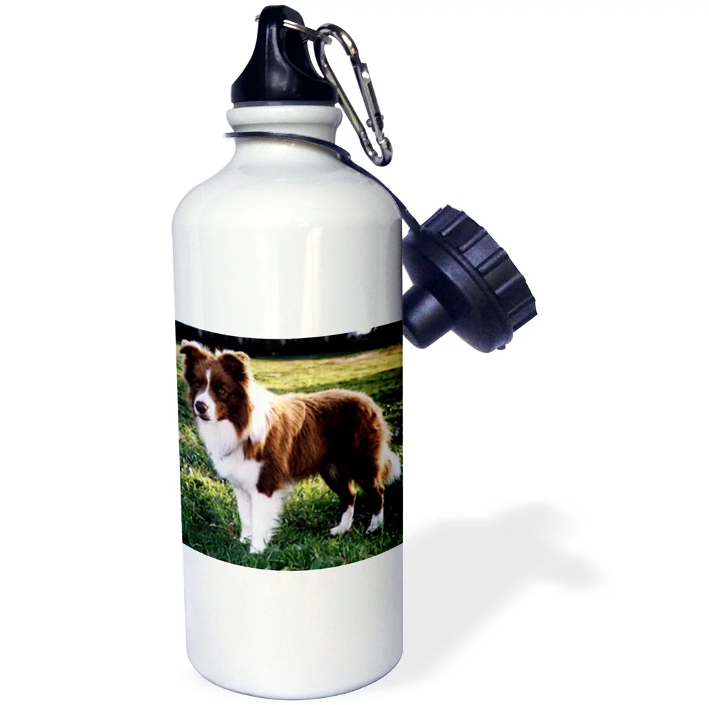 3dRose Border Collie Tan and White, Sports Water Bottle, 21oz