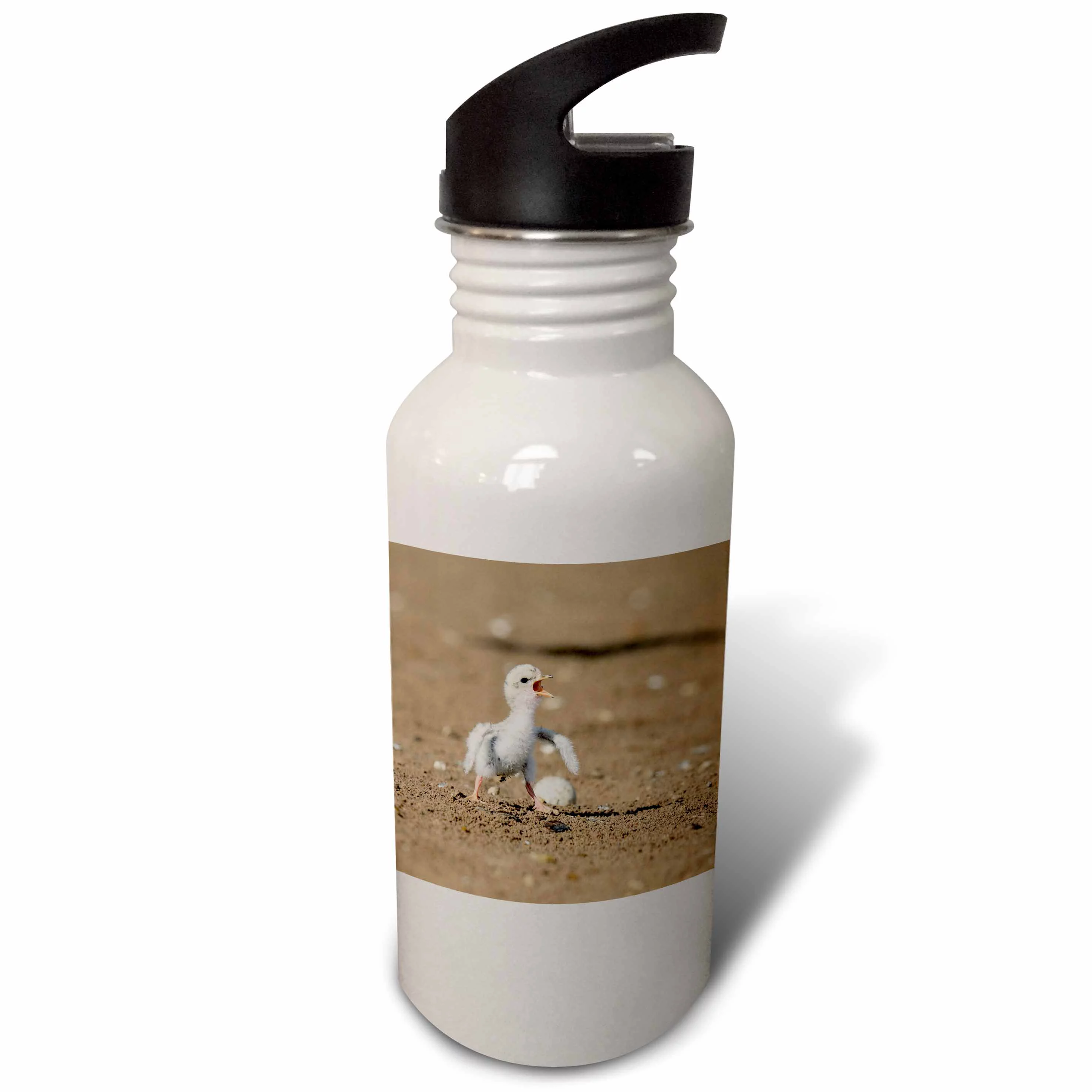 Young Least Tern calling, South Padre Island, Texas, USA 21 oz Sports Water Bottle wb-315057-1