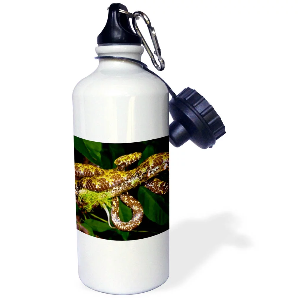Mangshans Viper, Snake Native to China - NA02 DNO0795 - David Northcott 21 oz Sports Water Bottle wb-140083-1