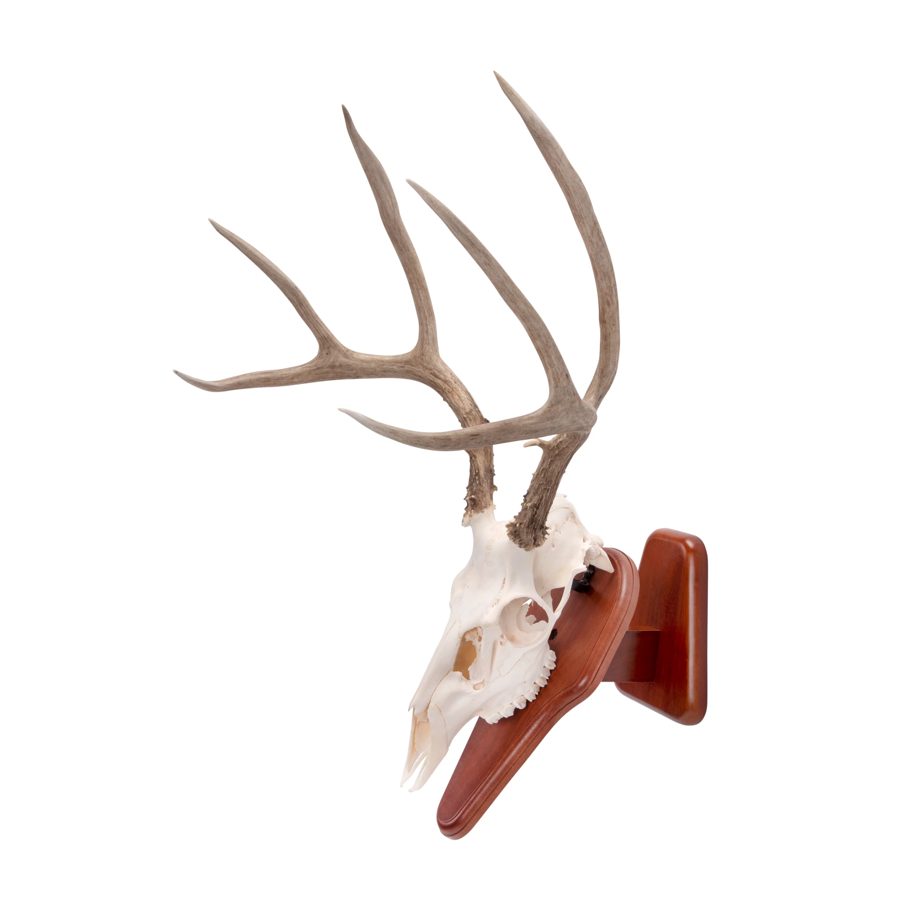 Allen Company Ez Skull Wood Mount Presentation Pedestal & Plaque, 13