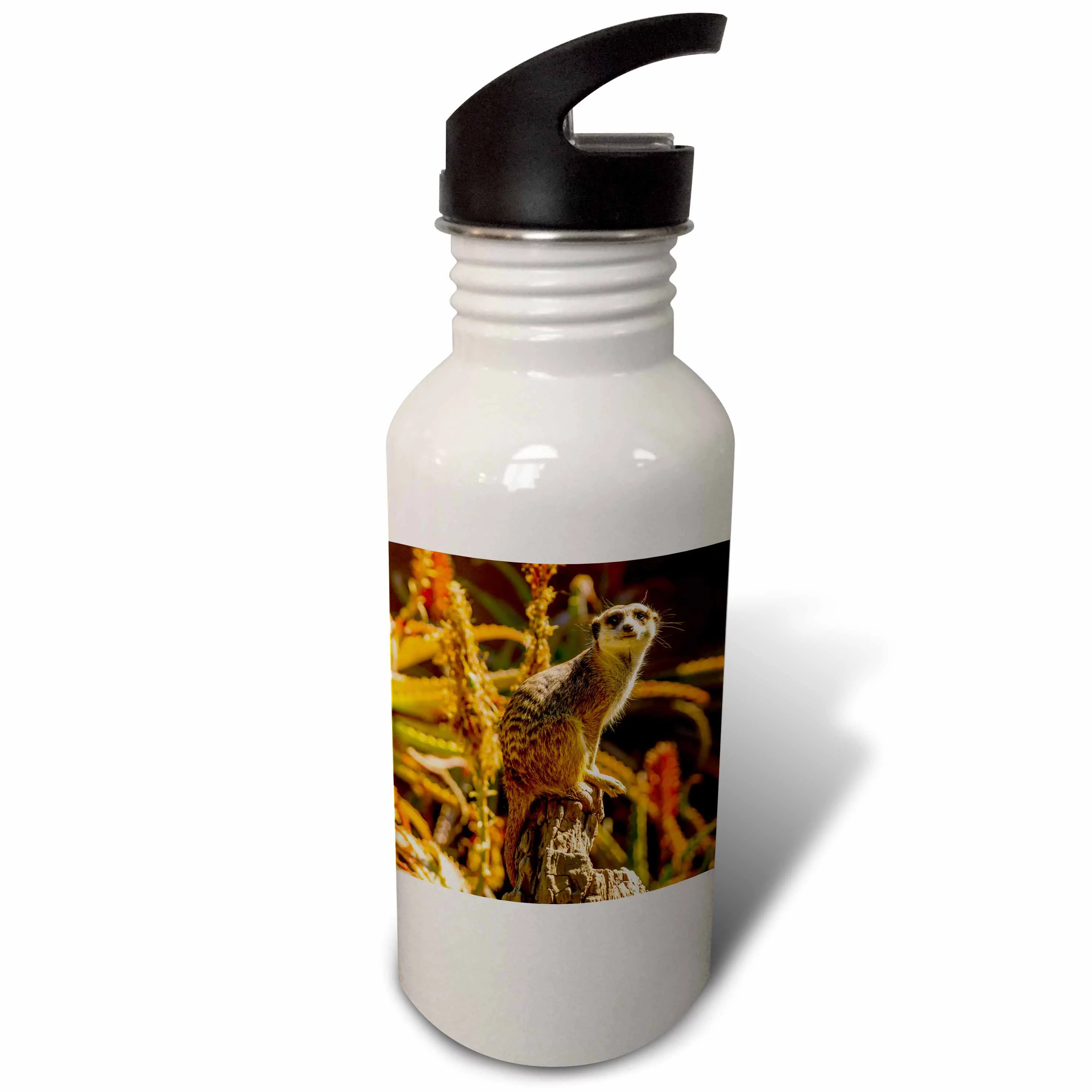 USA, California, Santa Barbara. Meerkat on stump. 21 oz Sports Water Bottle wb-210136-1