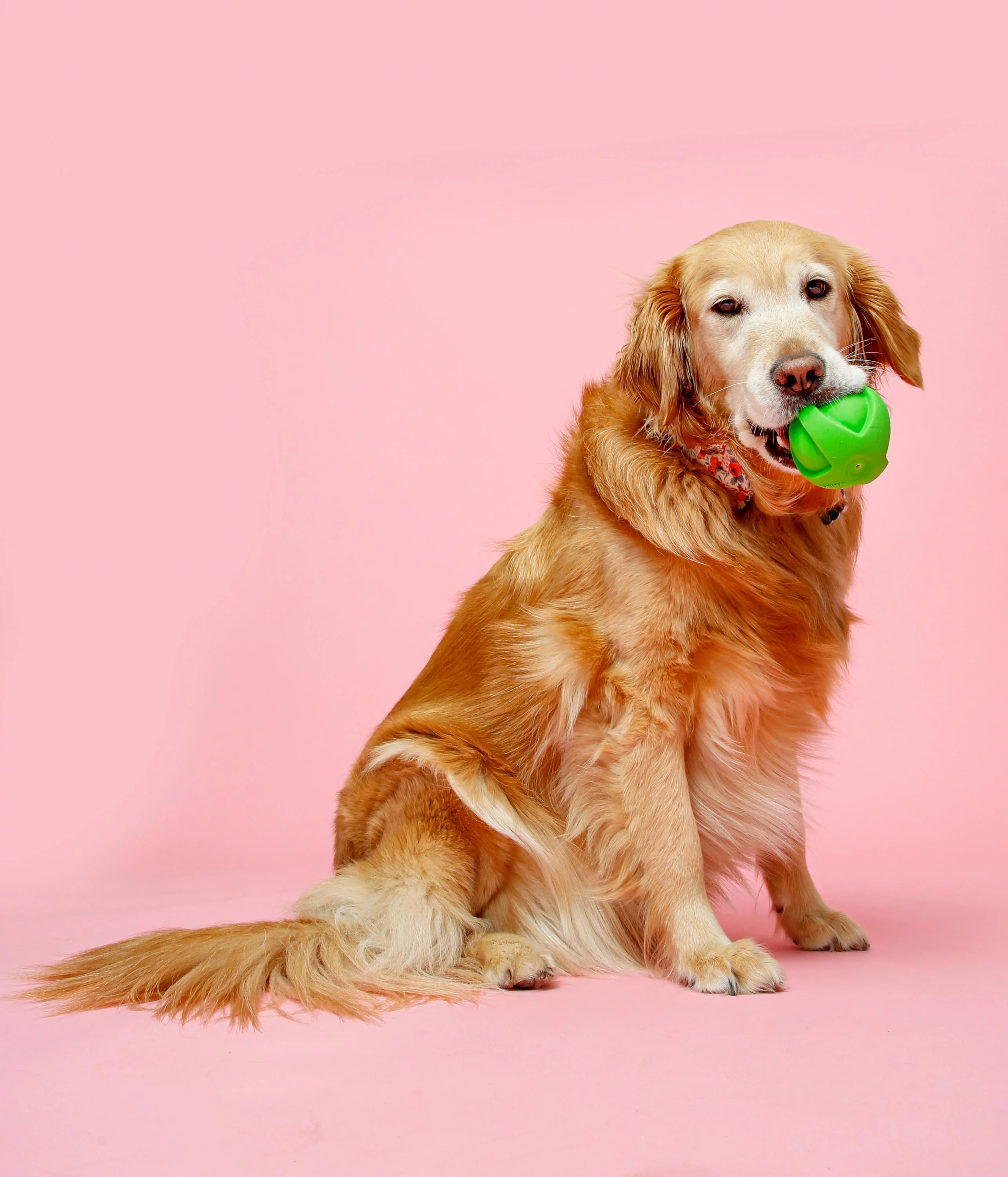 Hartz Dura Play Large Ball Dog Toy with Bacon Scent and Squeaker, 3 Pack