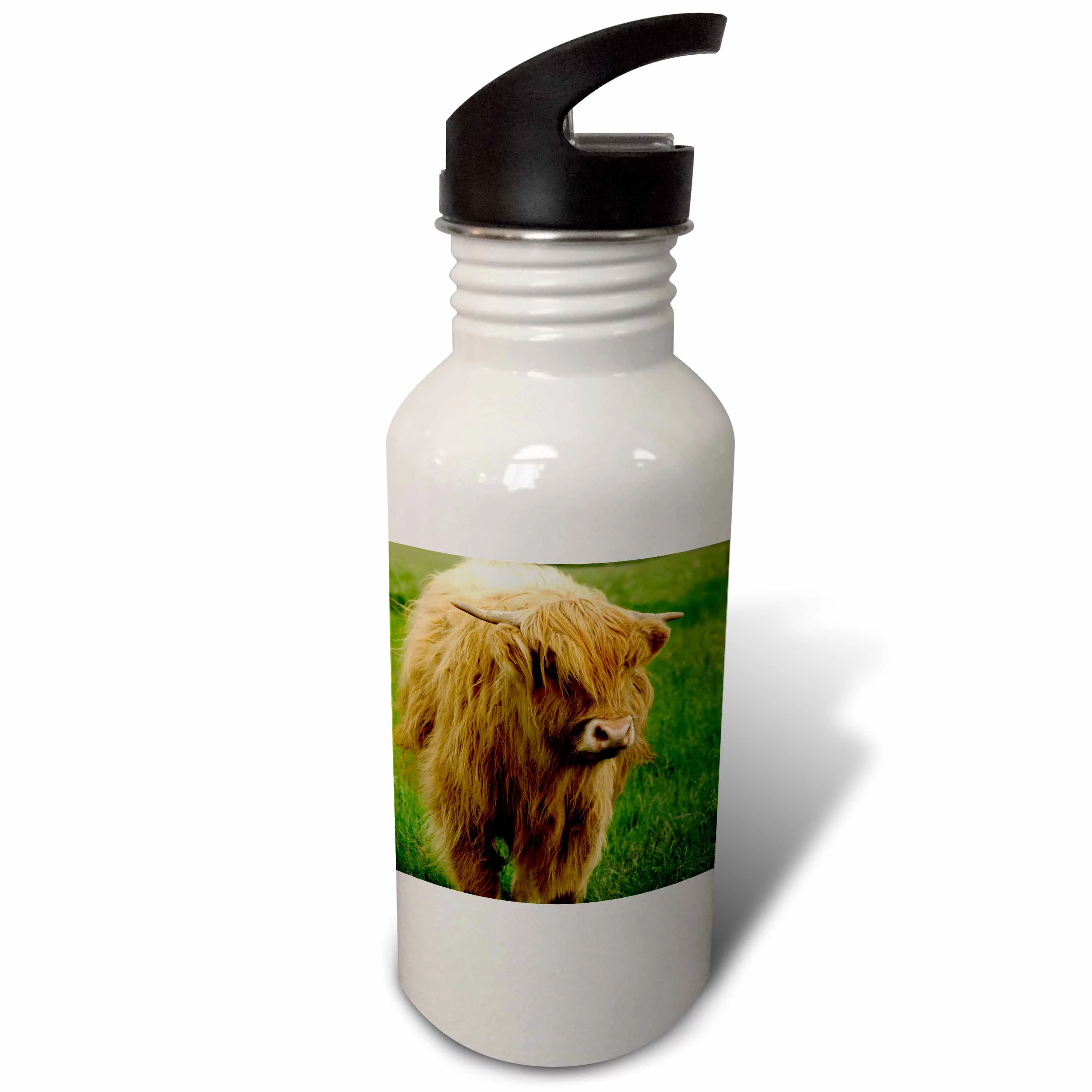 Scotland, Highland cow, farm animal - EU36 CMI0128 - Cindy Miller Hopkins 21 oz Sports Water Bottle wb-82799-1